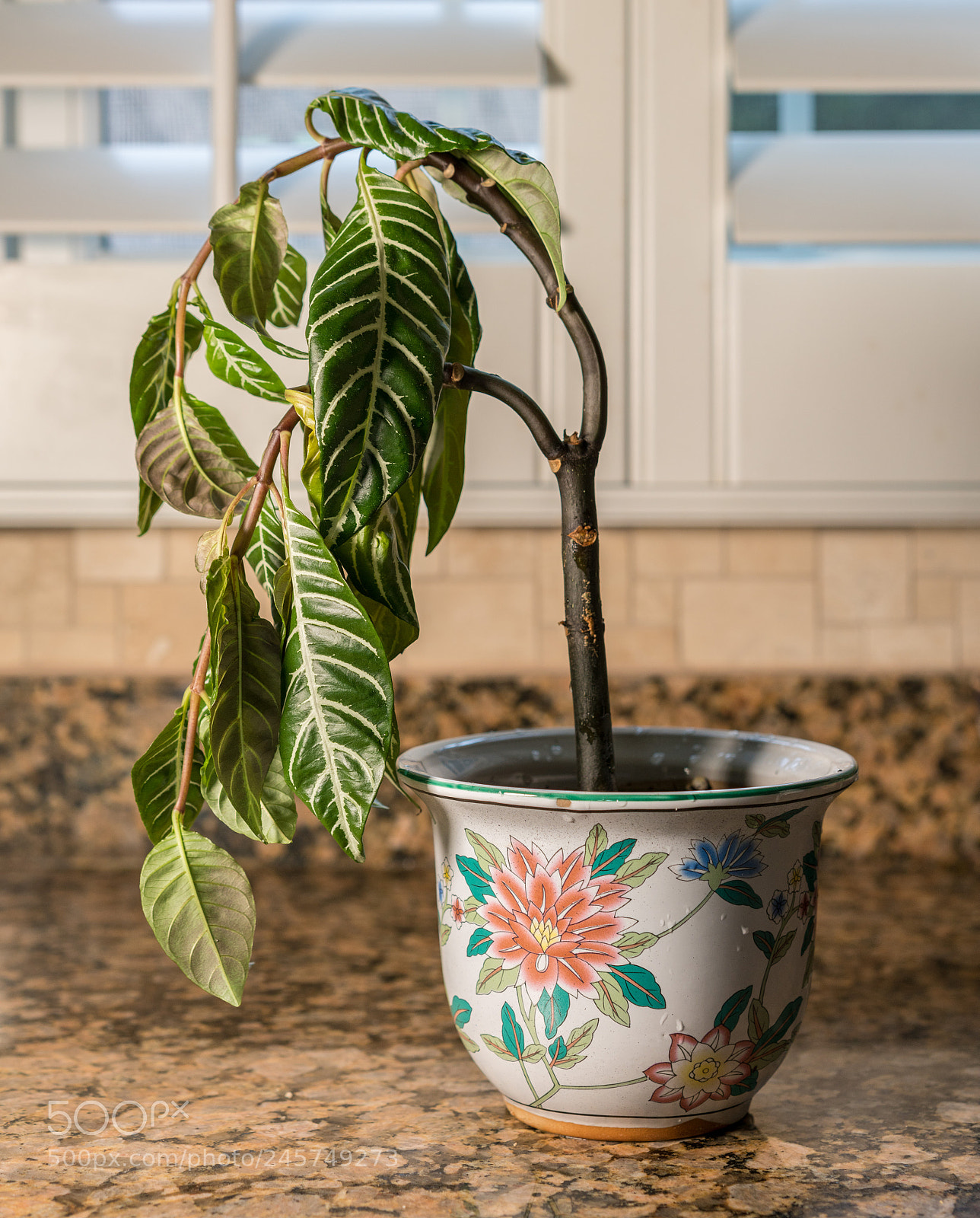 Sony a7R II sample photo. Drooping houseplant in pottery photography