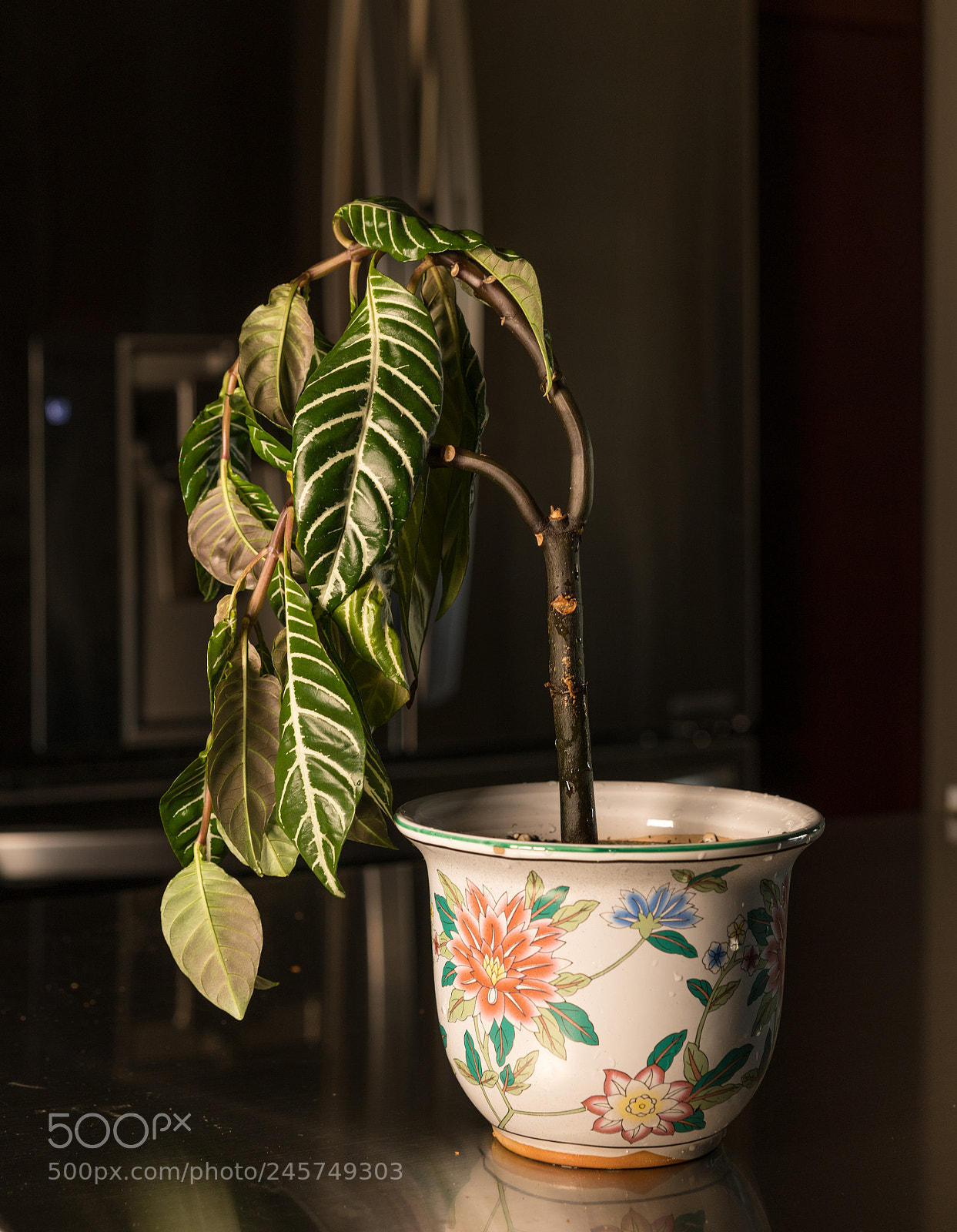 Sony a7R II sample photo. Drooping houseplant in pottery photography