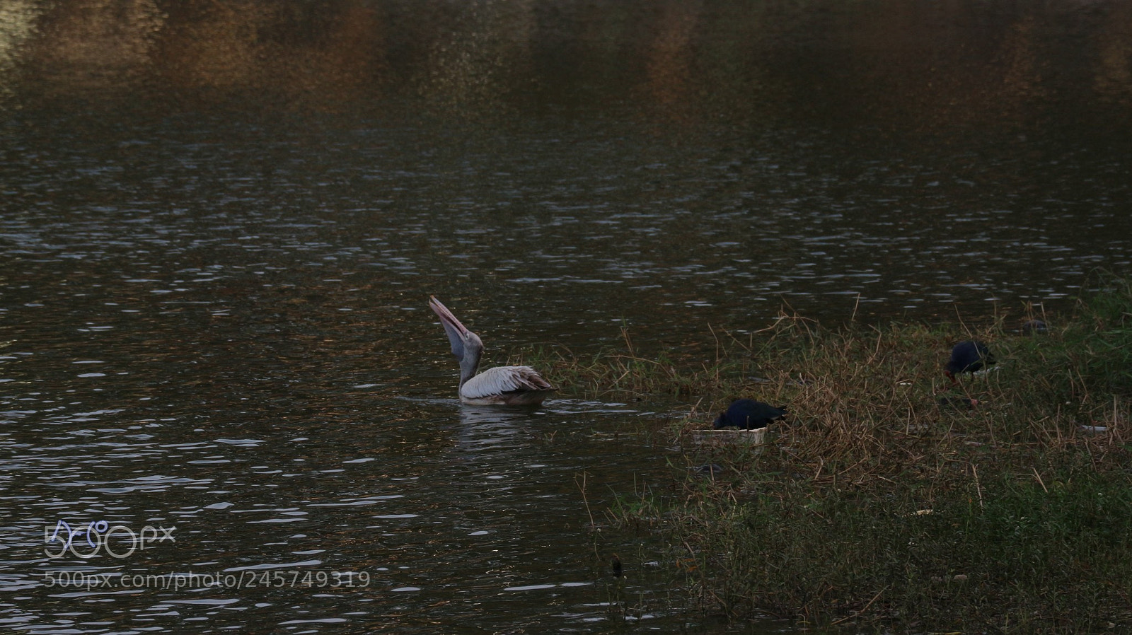 Canon EOS M10 sample photo. The catch photography