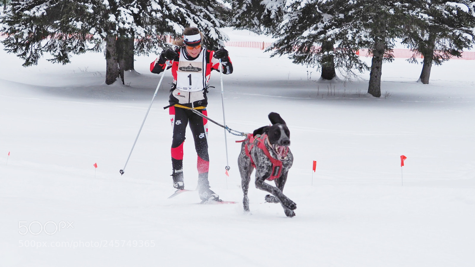 Olympus OM-D E-M1 Mark II sample photo. Ski-joring photography