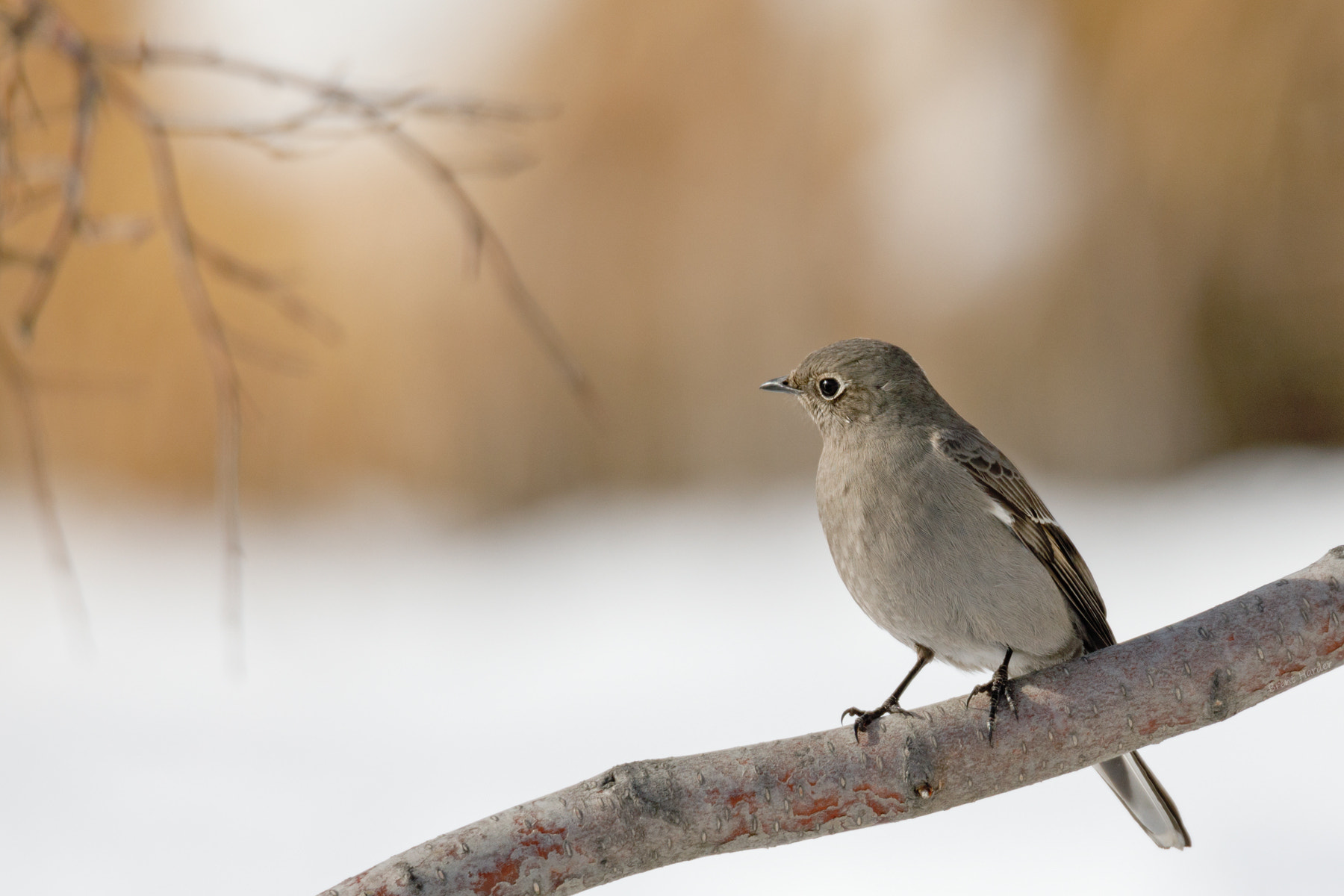 Canon EOS sample photo. Townsend's solitaire photography