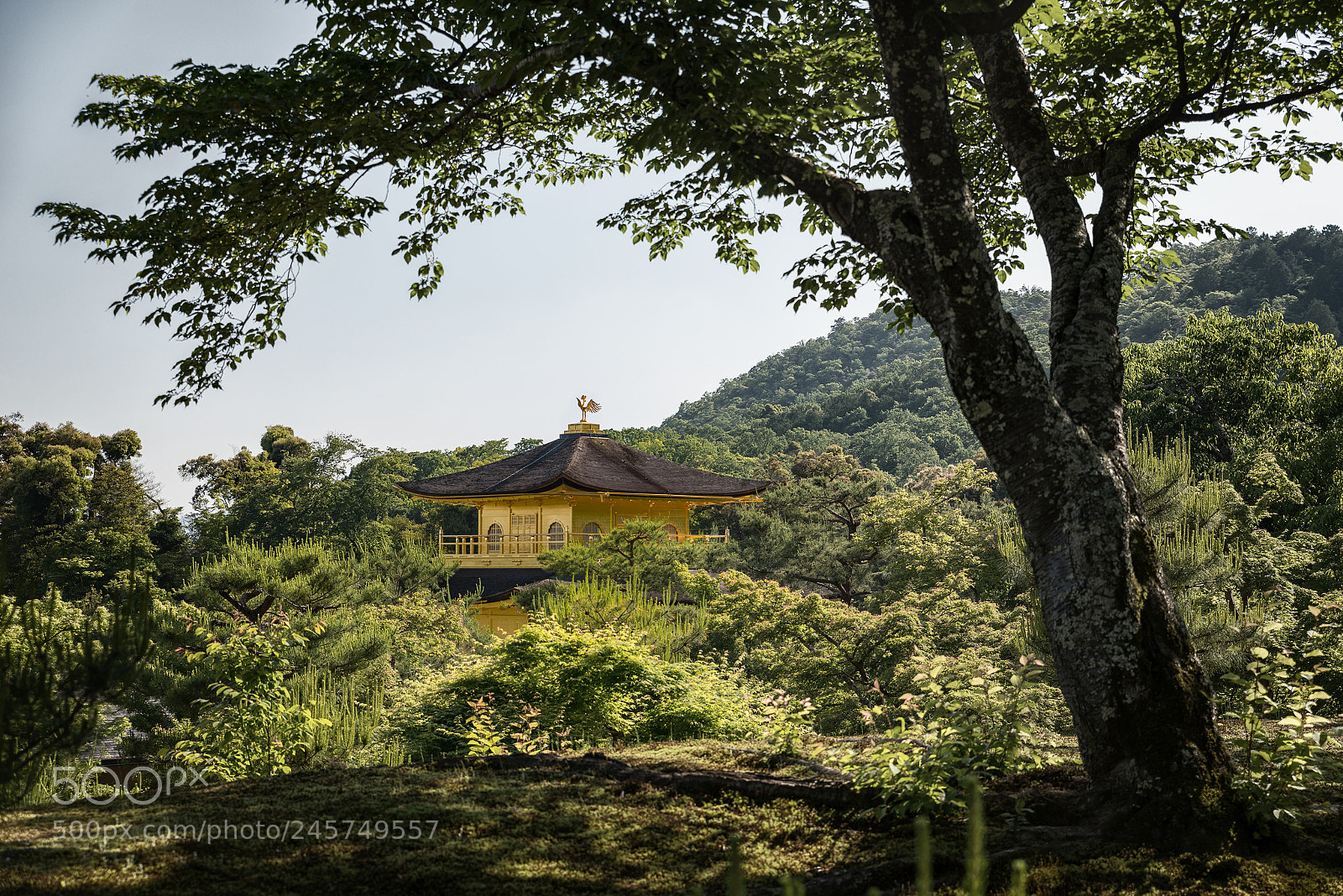 Nikon D800 sample photo. Japanese garden with golden photography