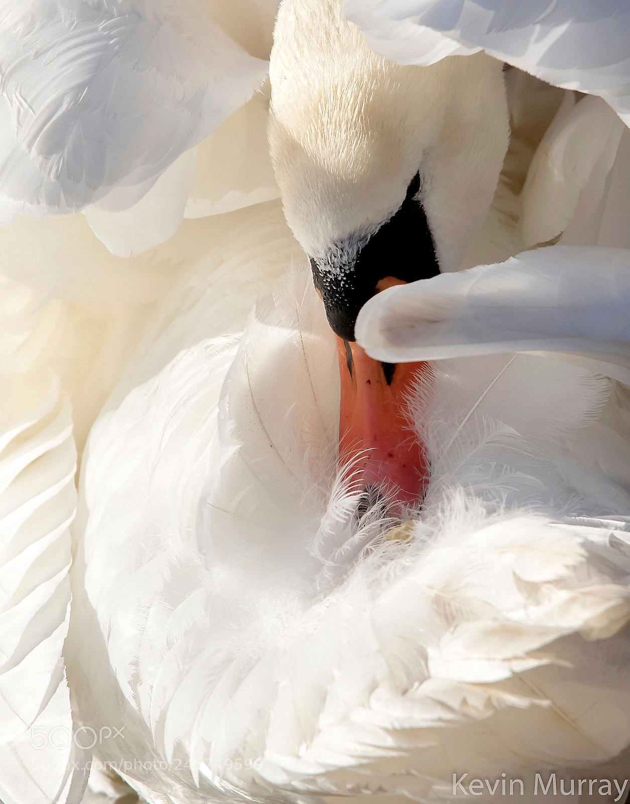 Canon EOS 7D Mark II sample photo. Mute swan preening photography