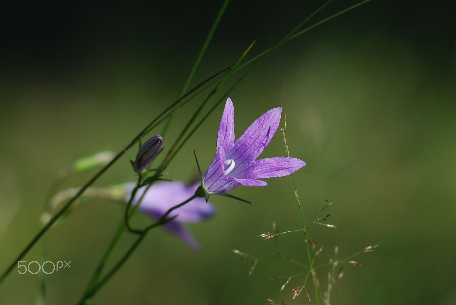 AF Nikkor 70-210mm f/4-5.6 sample photo. Almost alone photography