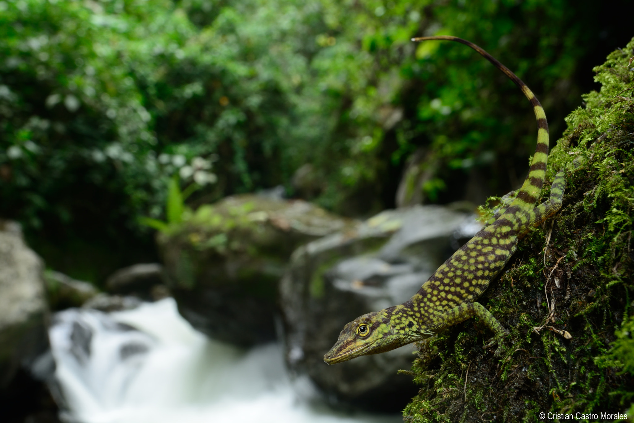 Nikon D7100 sample photo. Anolis huilae (huila anole) photography