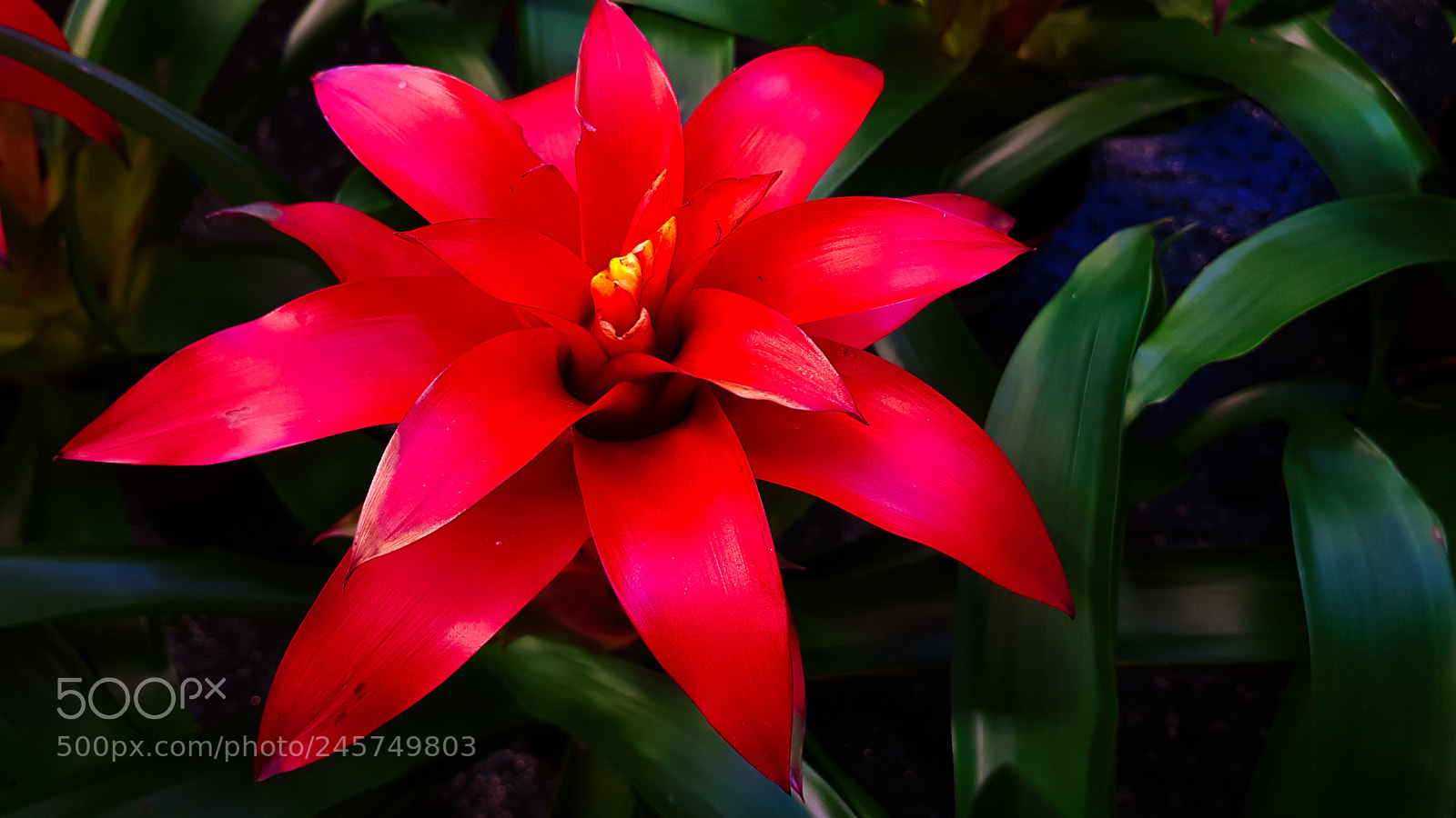 Samsung Galaxy S8 sample photo. A big red flower photography
