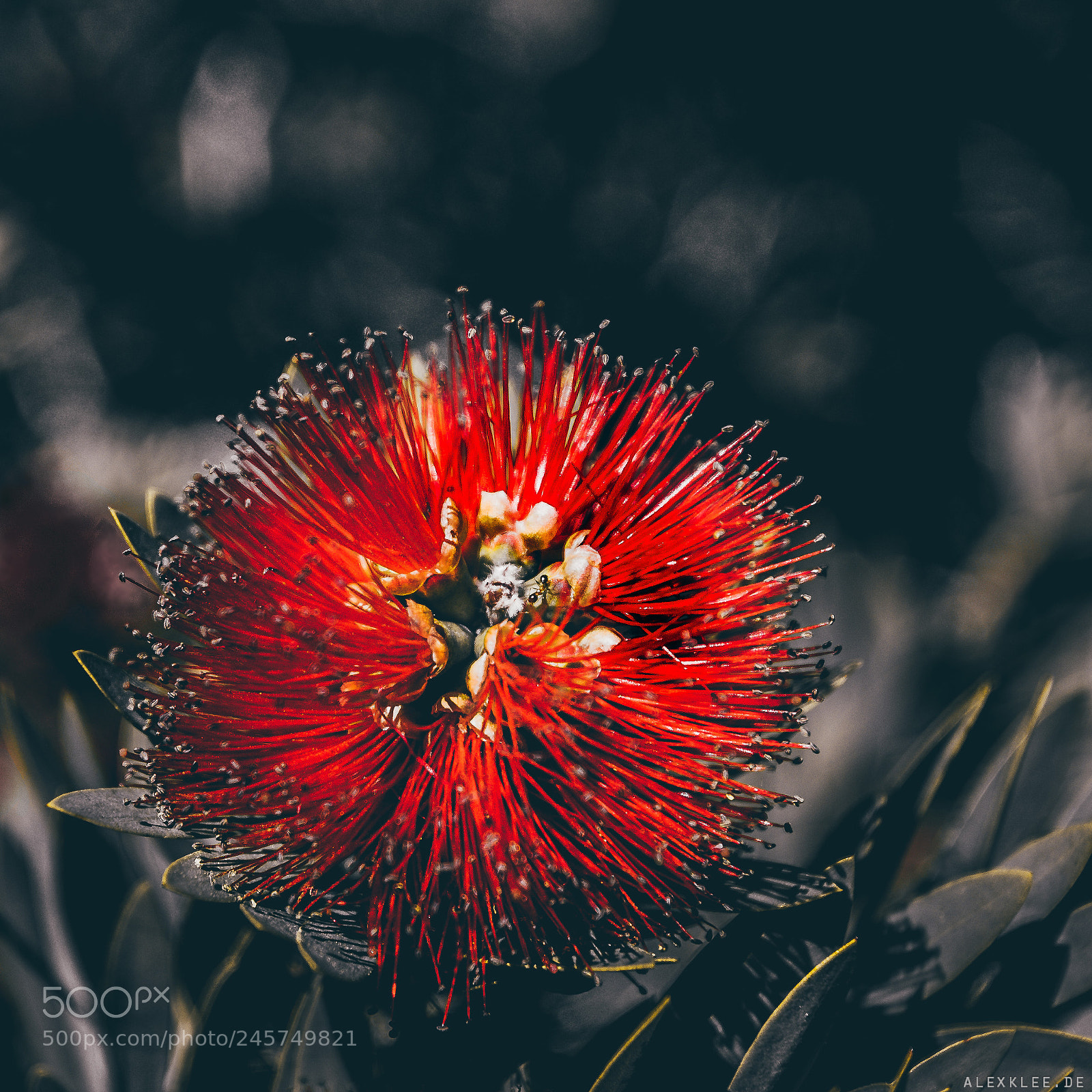 Canon EOS 7D Mark II sample photo. The callistemon photography