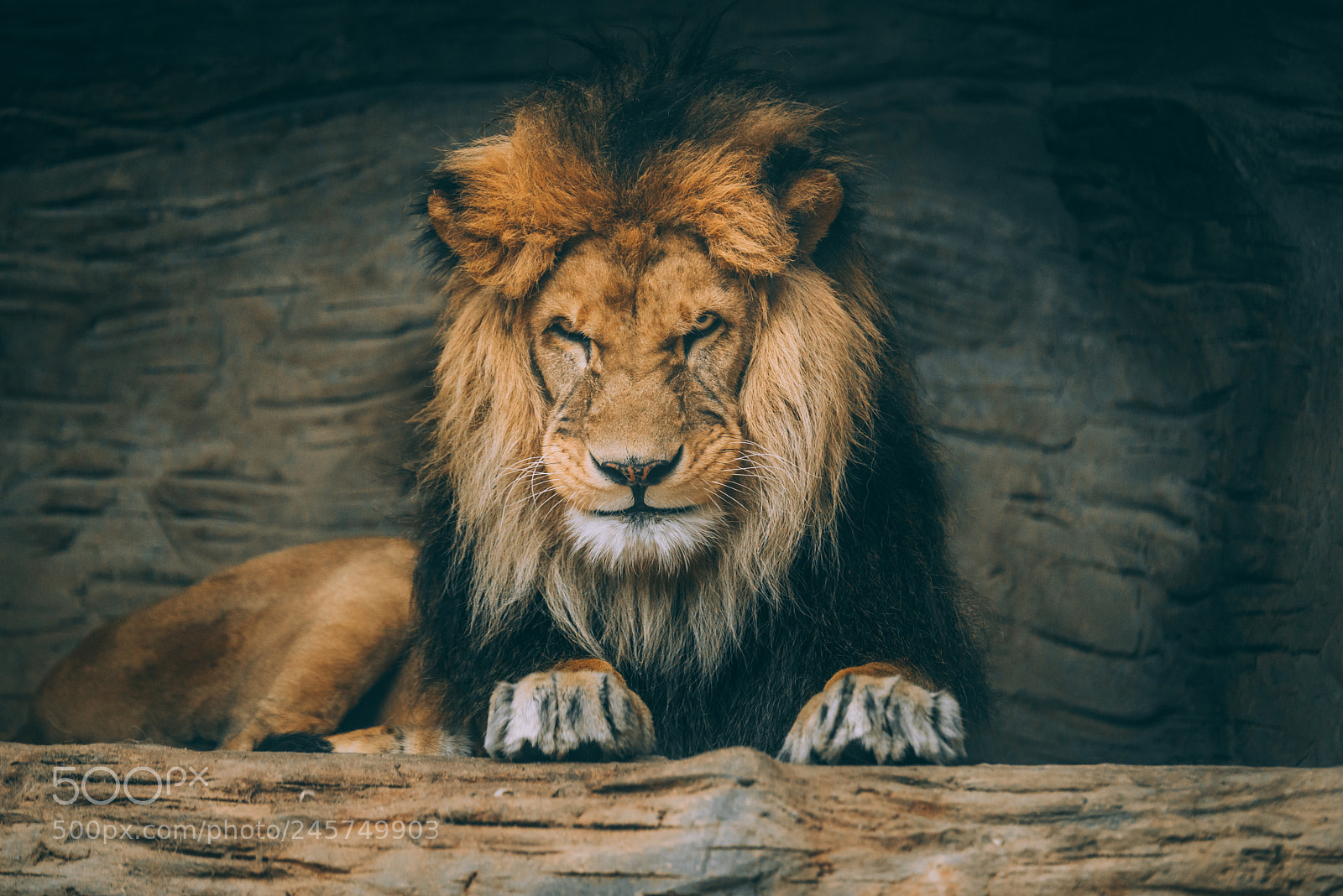 Nikon D610 sample photo. The lion photography