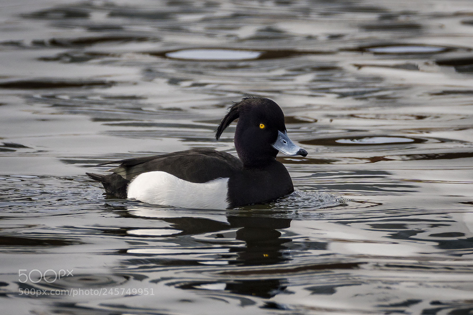 Sony ILCA-77M2 sample photo. Tufted duck (male) photography