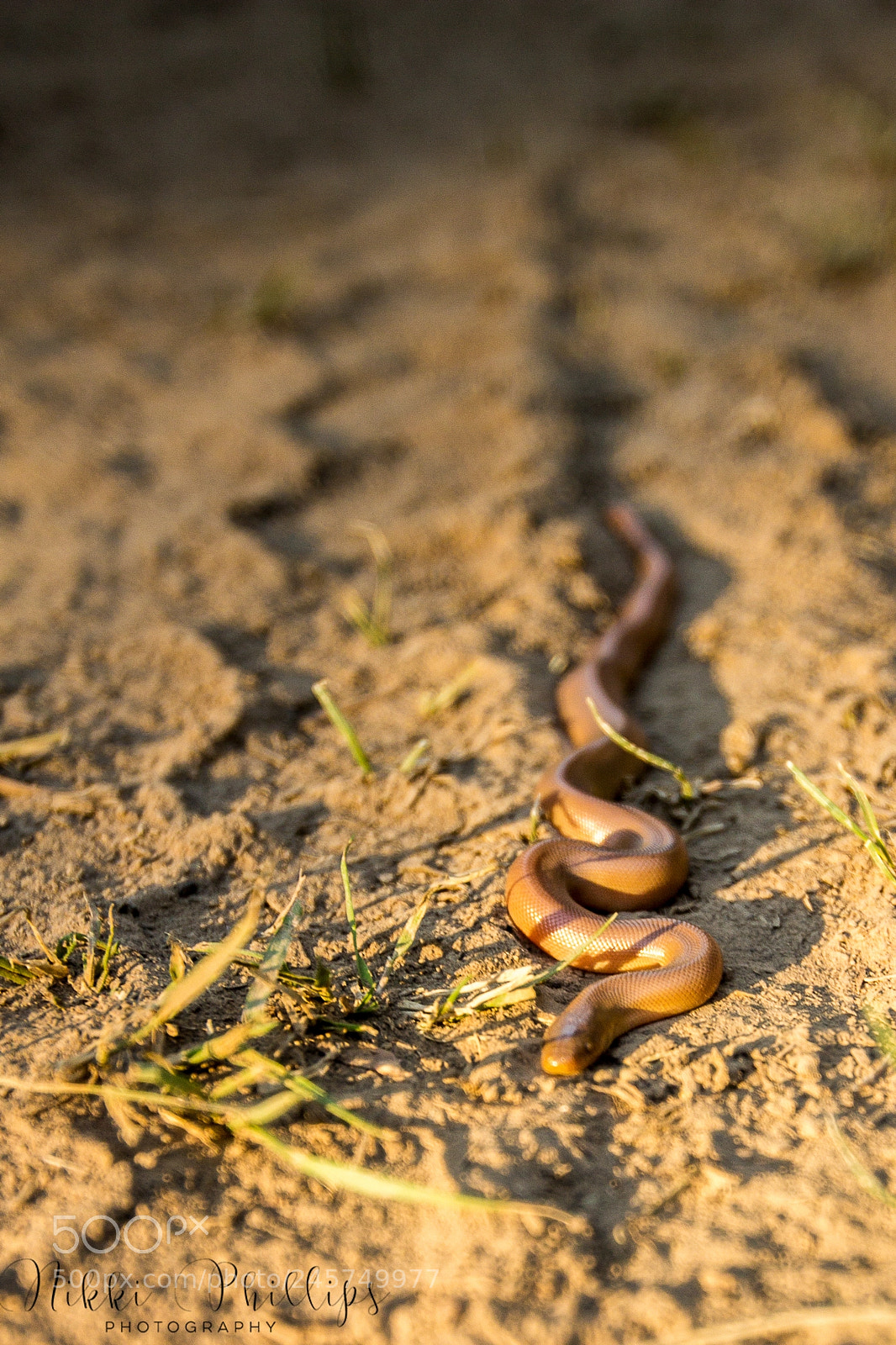 Canon EOS 60D sample photo. Tire track photography