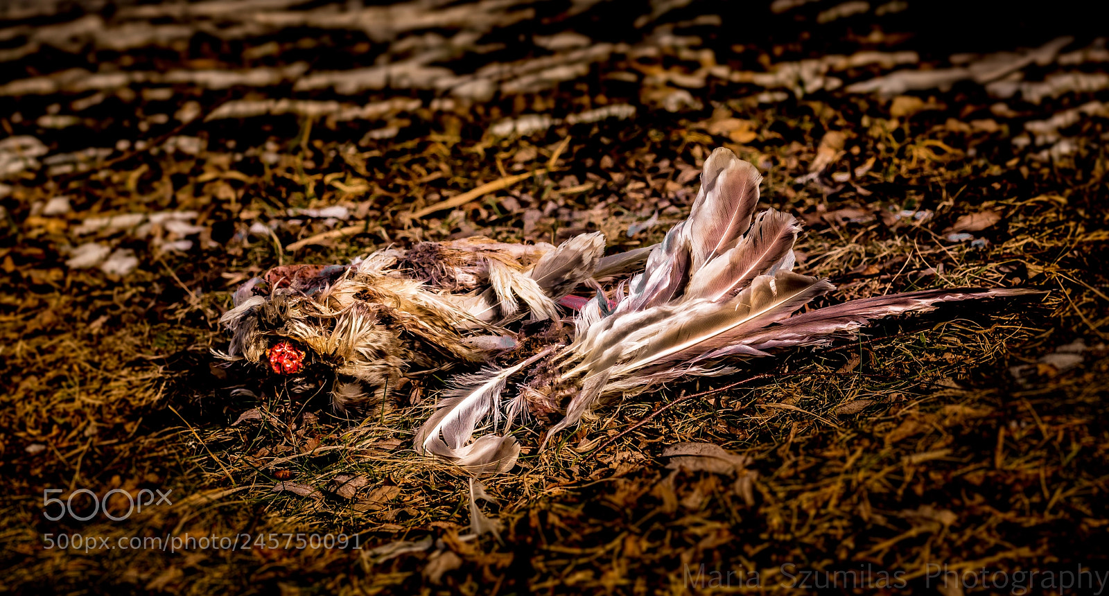 Nikon D7100 sample photo. Death tears us apart photography