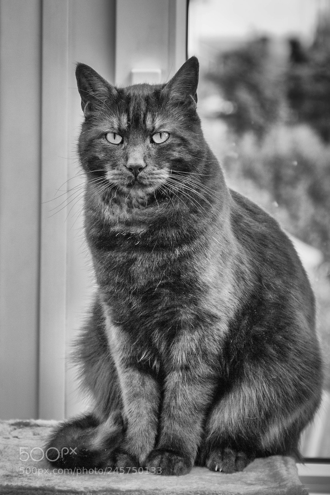 Canon EOS 60D sample photo. Schwarzer kater photography