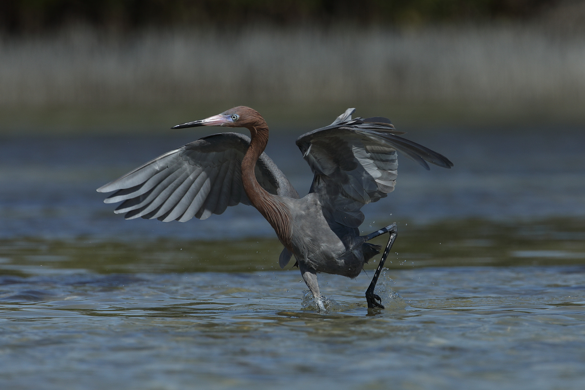 Canon EF 500mm F4L IS USM sample photo. Reddish egret (egretta rufescens) photography