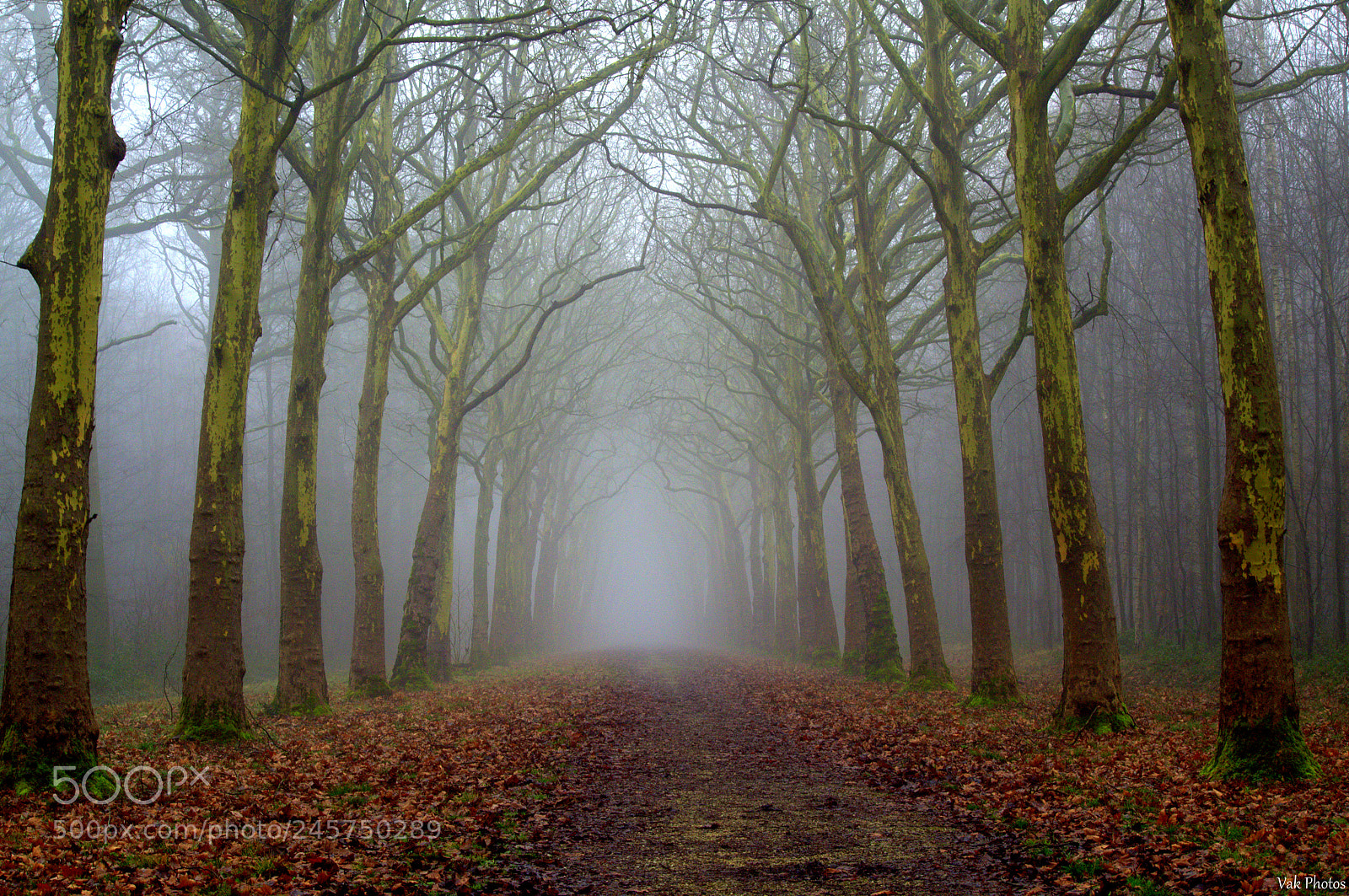 Nikon D3100 sample photo. The mist photography