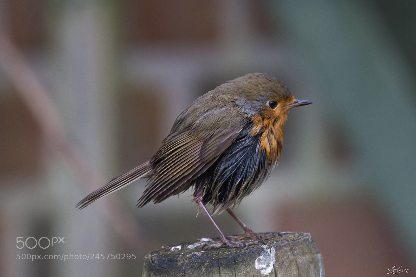 Nikon D7200 sample photo. Erithacus rubecula vii photography