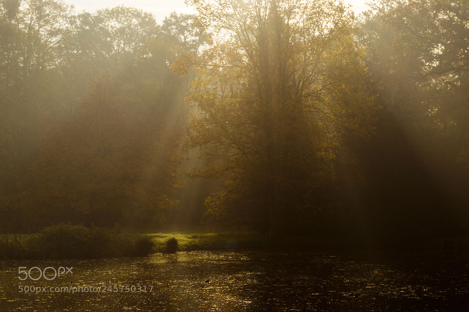 Nikon D3100 sample photo. Gold morning photography