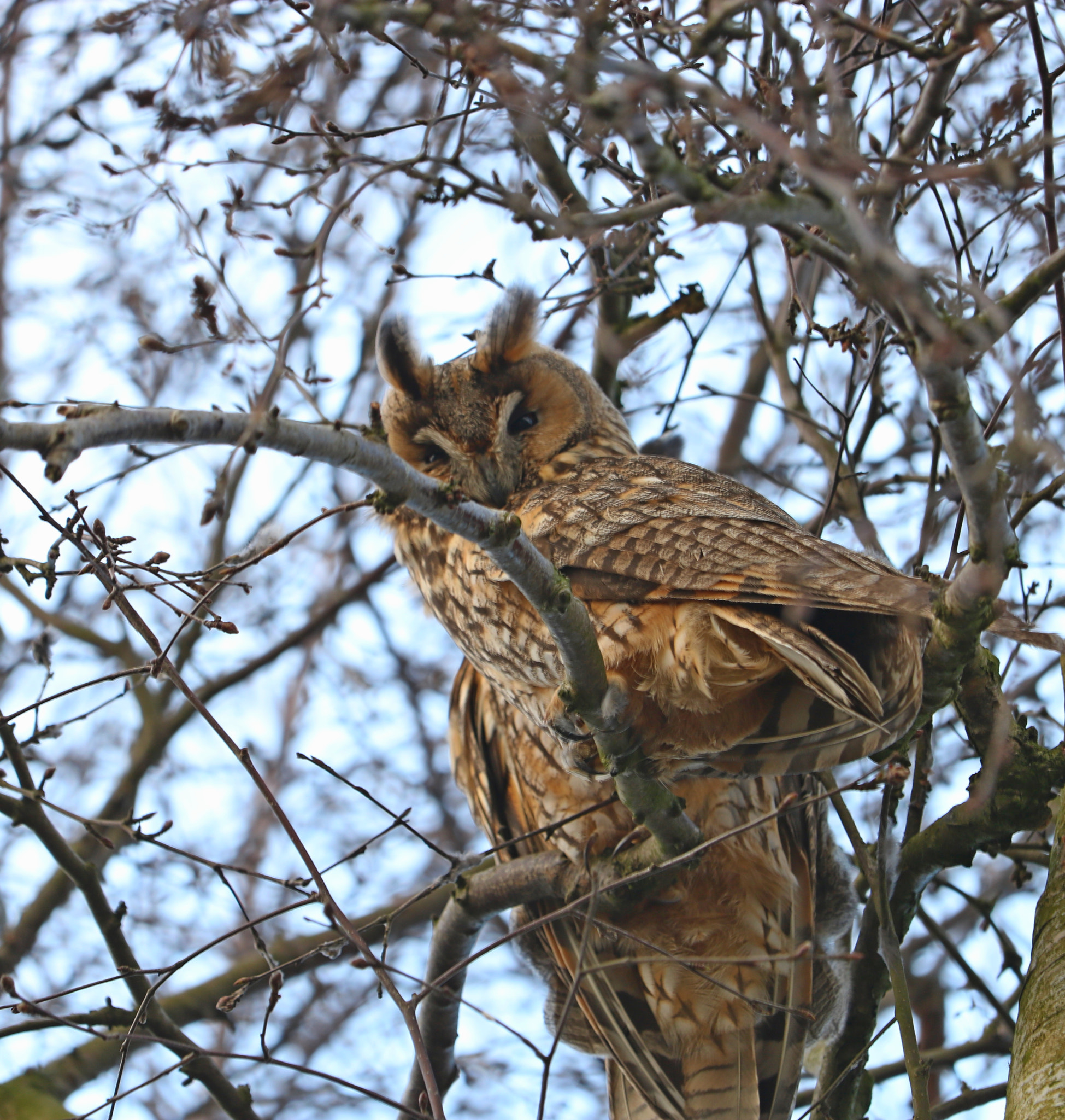 Canon EF-S 55-250mm F4-5.6 IS STM sample photo. Owl photography