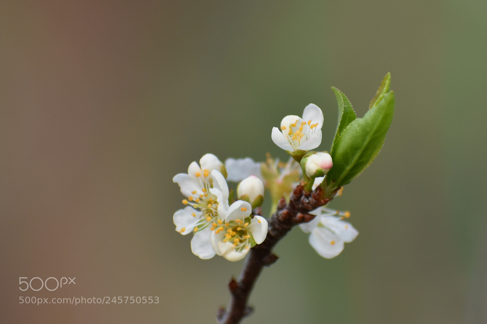 Nikon D7200 sample photo. 李花白 photography