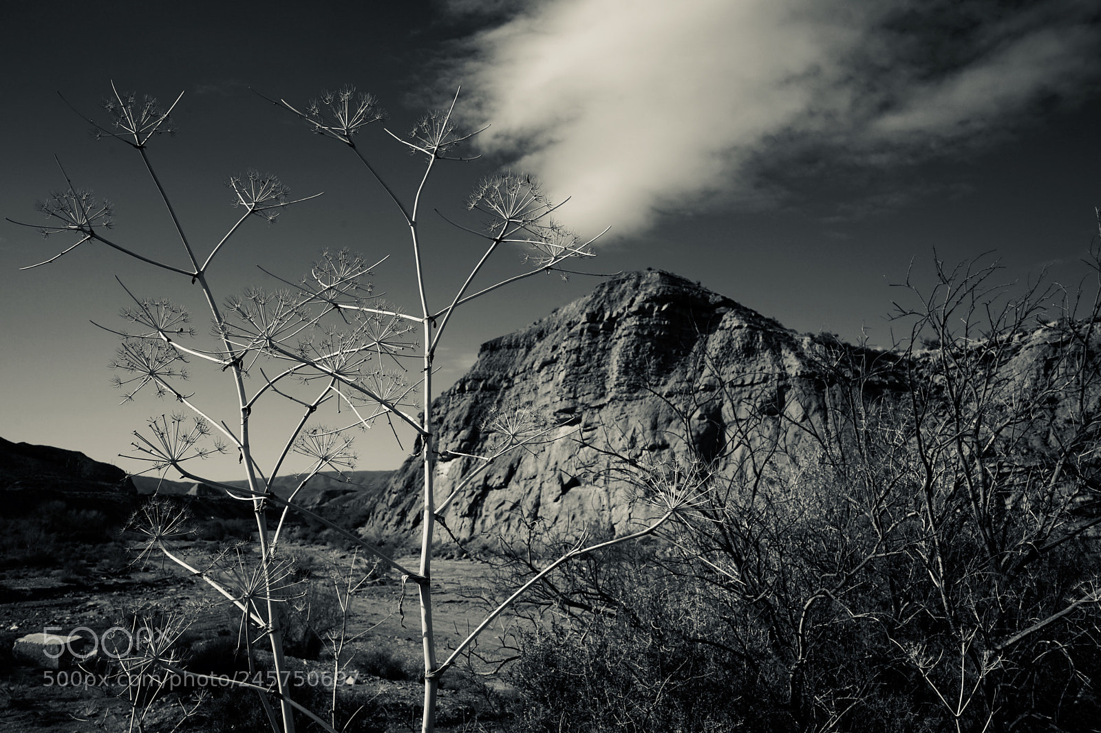 Sony a7 sample photo. Desierto photography
