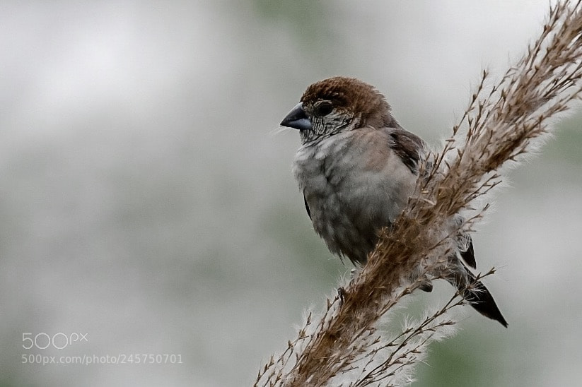 Nikon D500 sample photo. Feather-weight photography