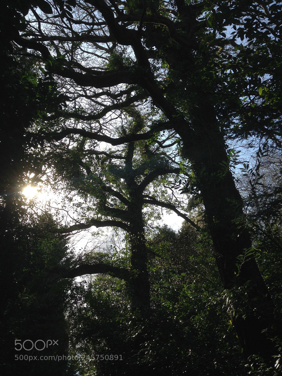 Apple iPhone 5c sample photo. Canopy of trees photography