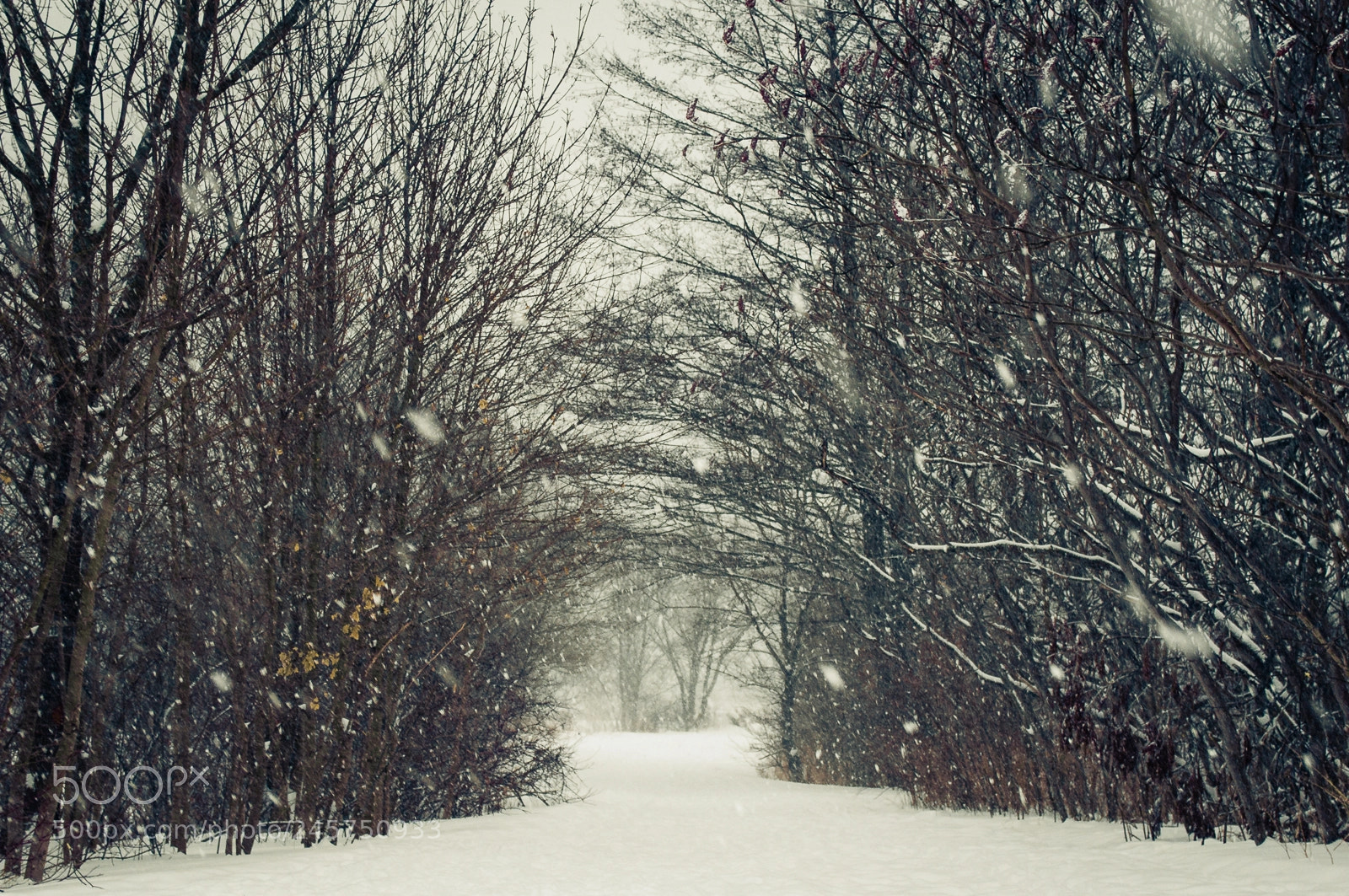 Nikon D90 sample photo. Walk the path photography