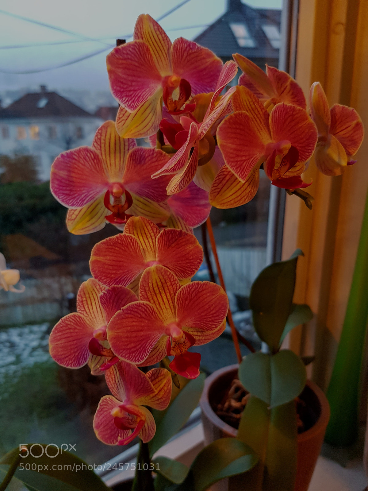 Samsung Galaxy S7 Edge sample photo. Untitled photography