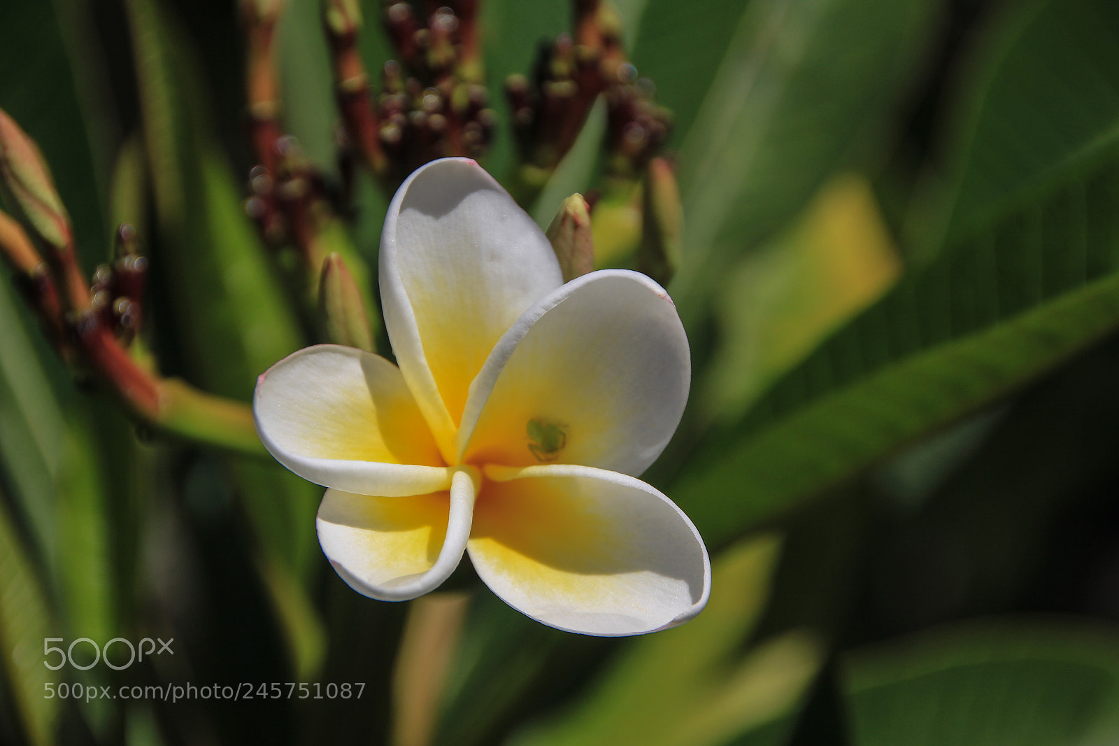 Canon EOS 550D (EOS Rebel T2i / EOS Kiss X4) sample photo. Blossom photography