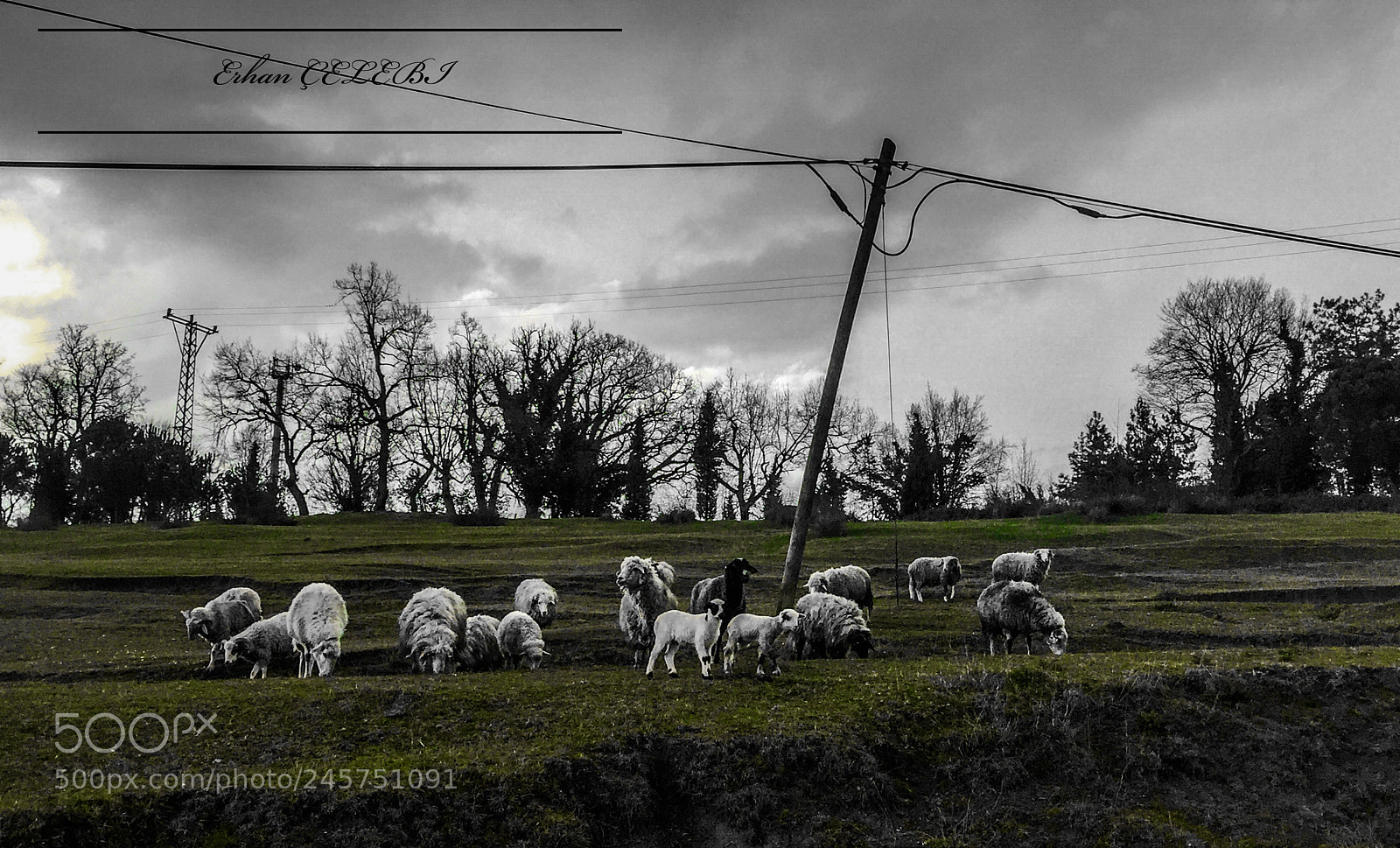 Apple iPhone 6 Plus sample photo. Sheeps photography