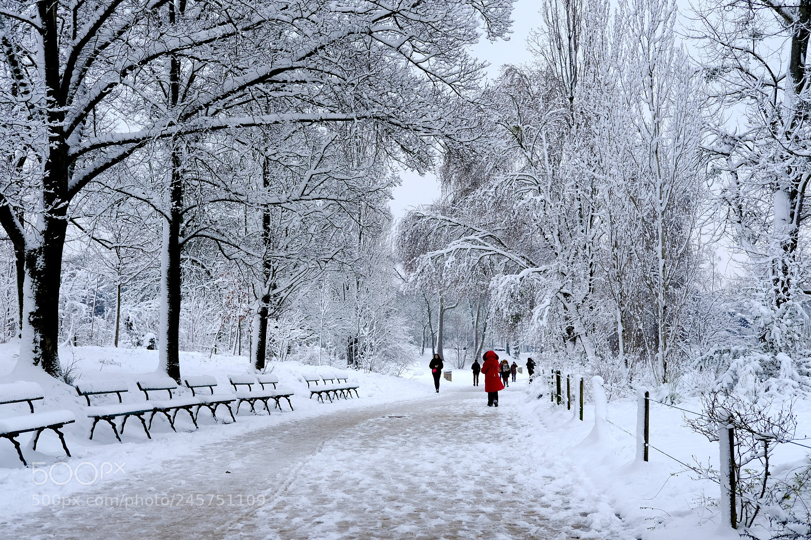 Fujifilm X-Pro2 sample photo. Red in the snow. photography