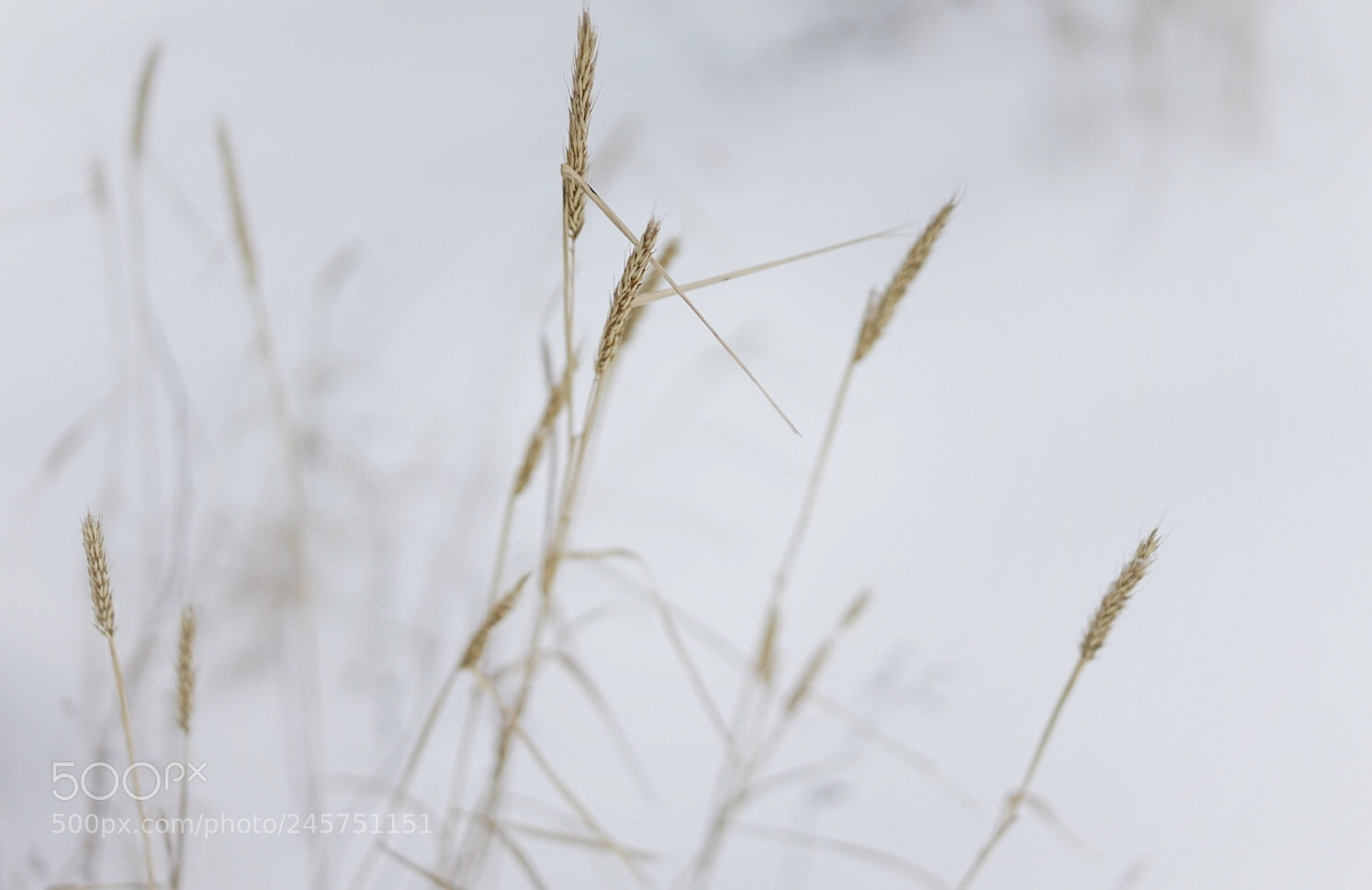 Sony a7 II sample photo. Untitled photography
