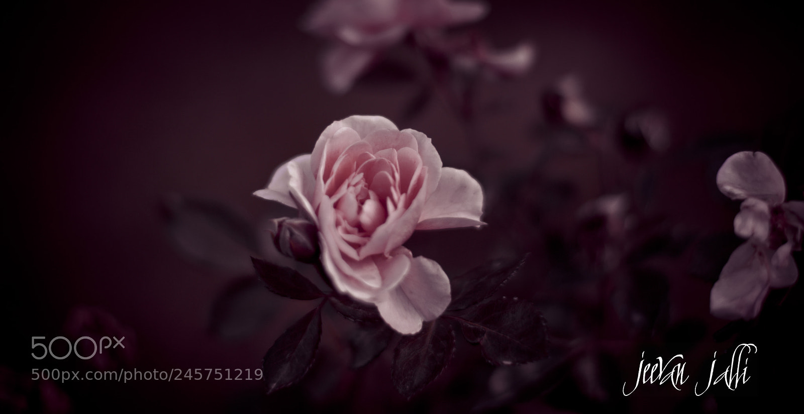 Nikon D3400 sample photo. Pink rose photography