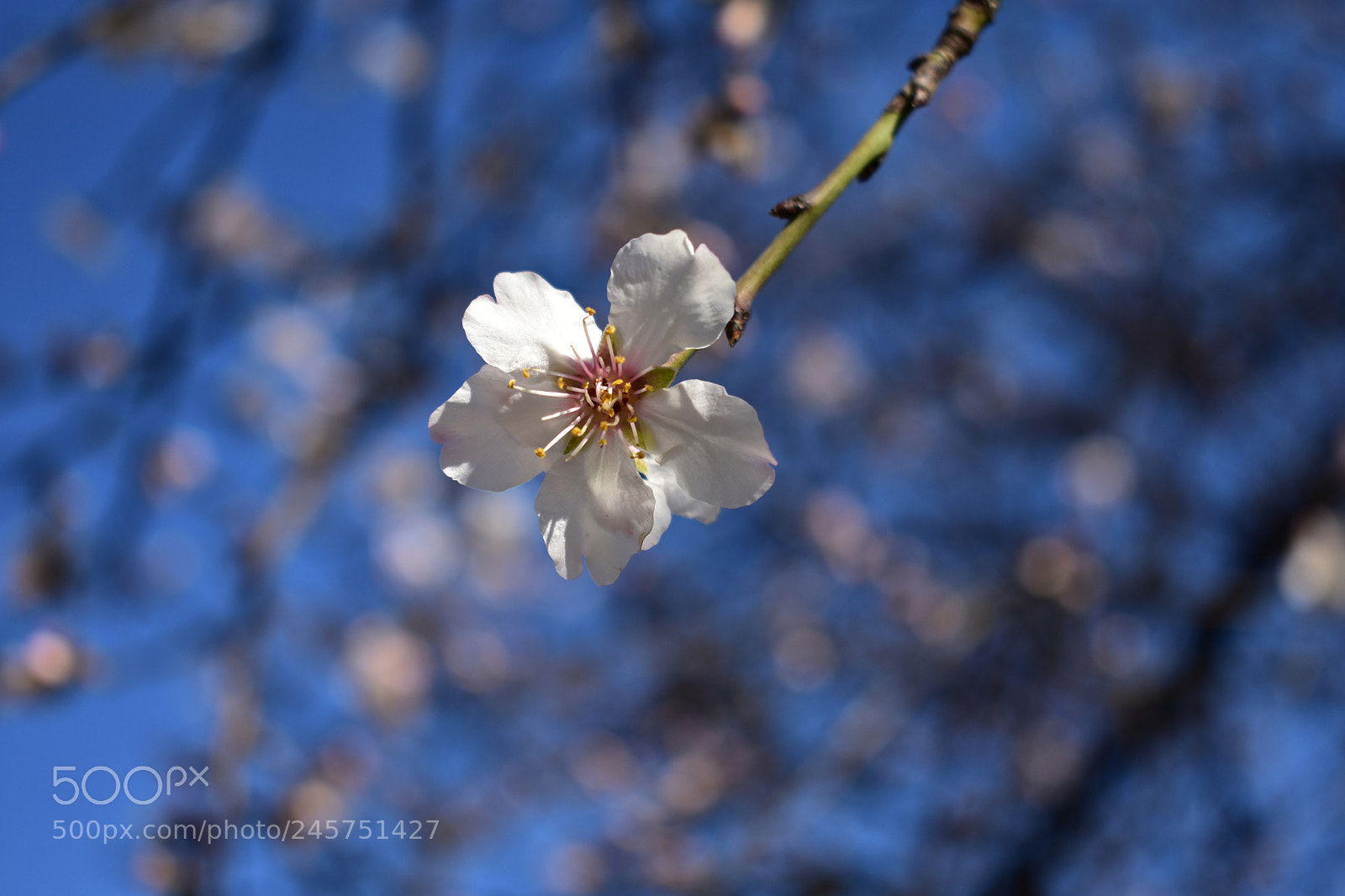 Nikon D3400 sample photo. Live photography