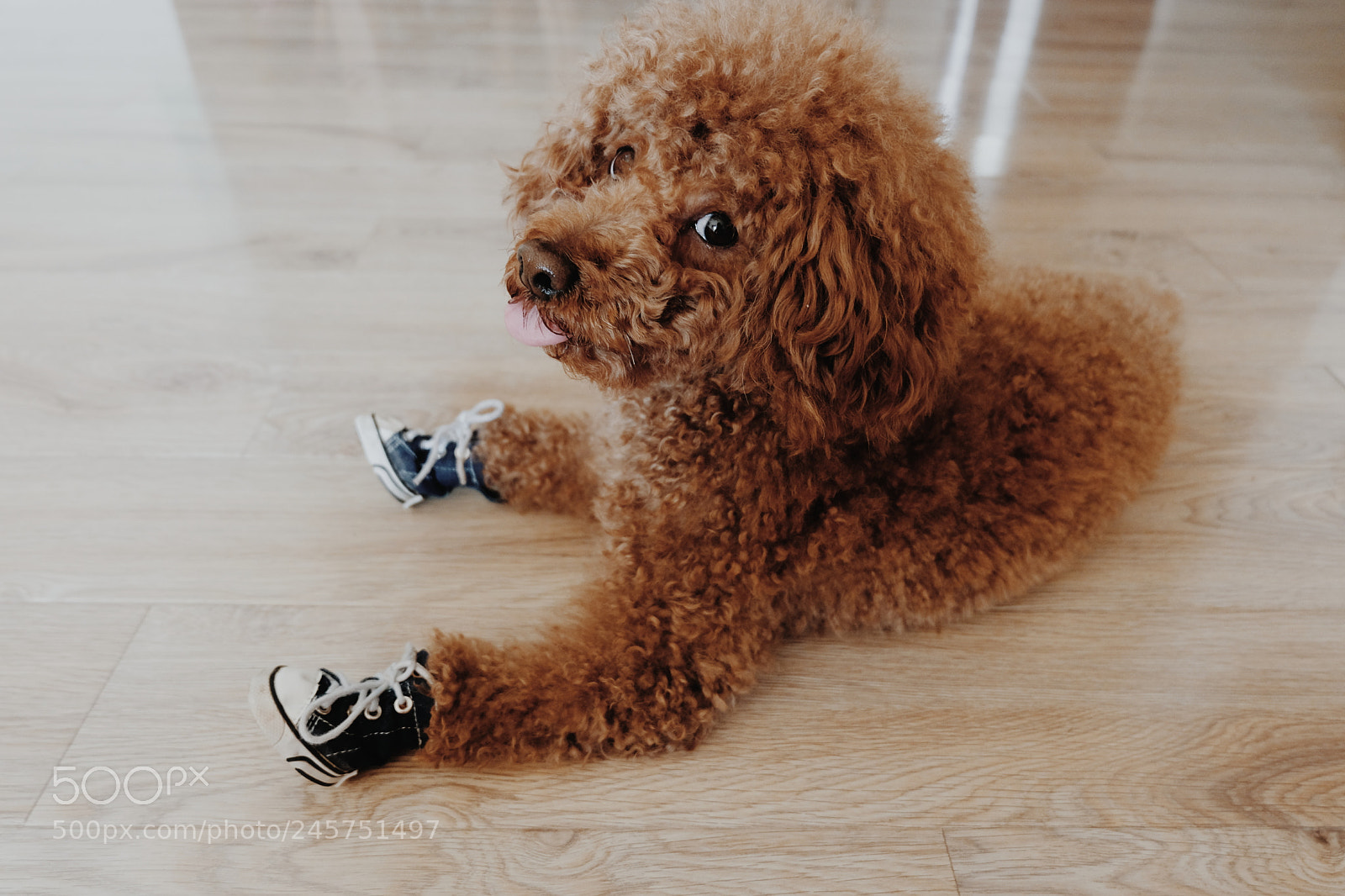 Fujifilm X-T20 sample photo. Untitled photography