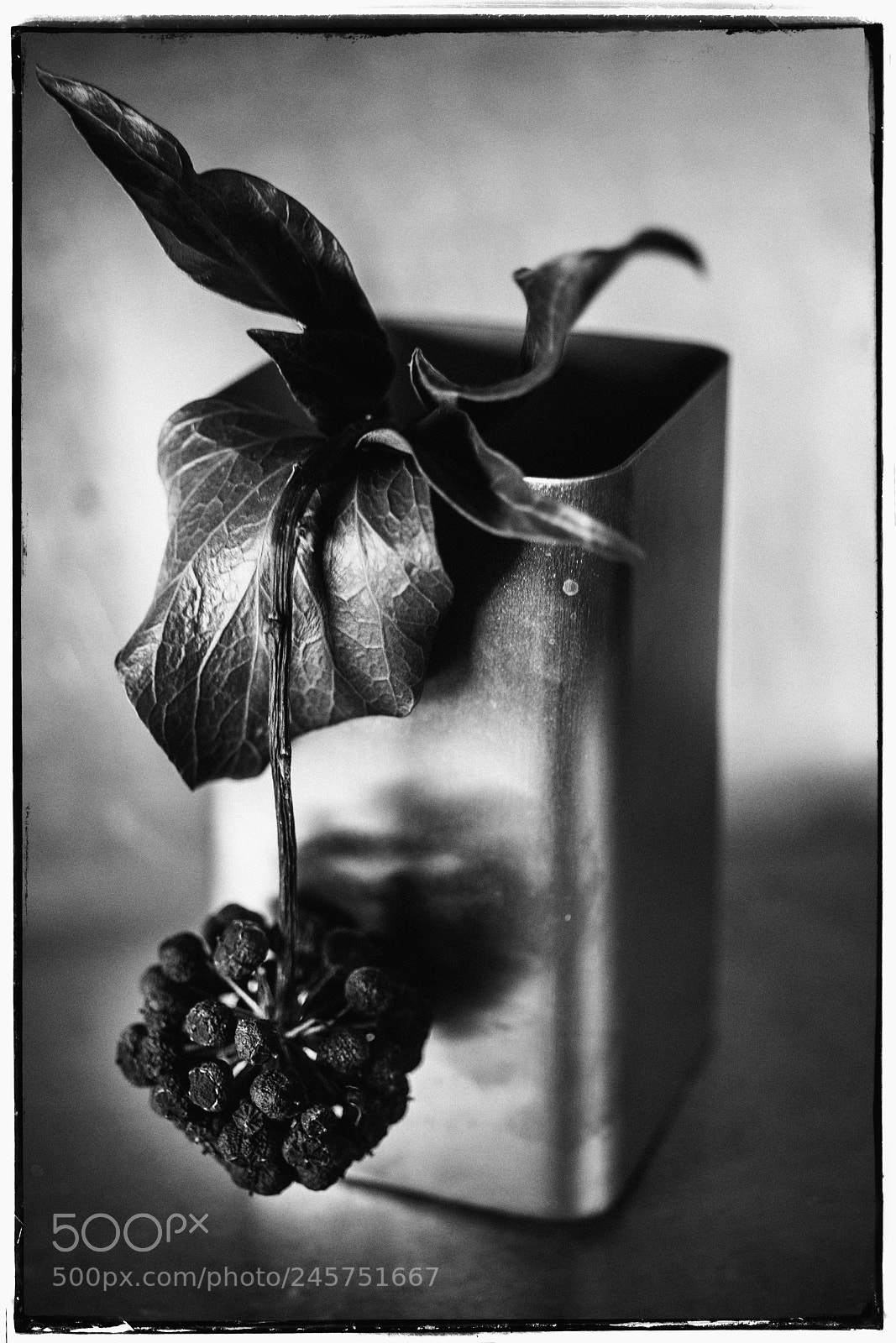 Sony a7 sample photo. Stll life with ivy photography