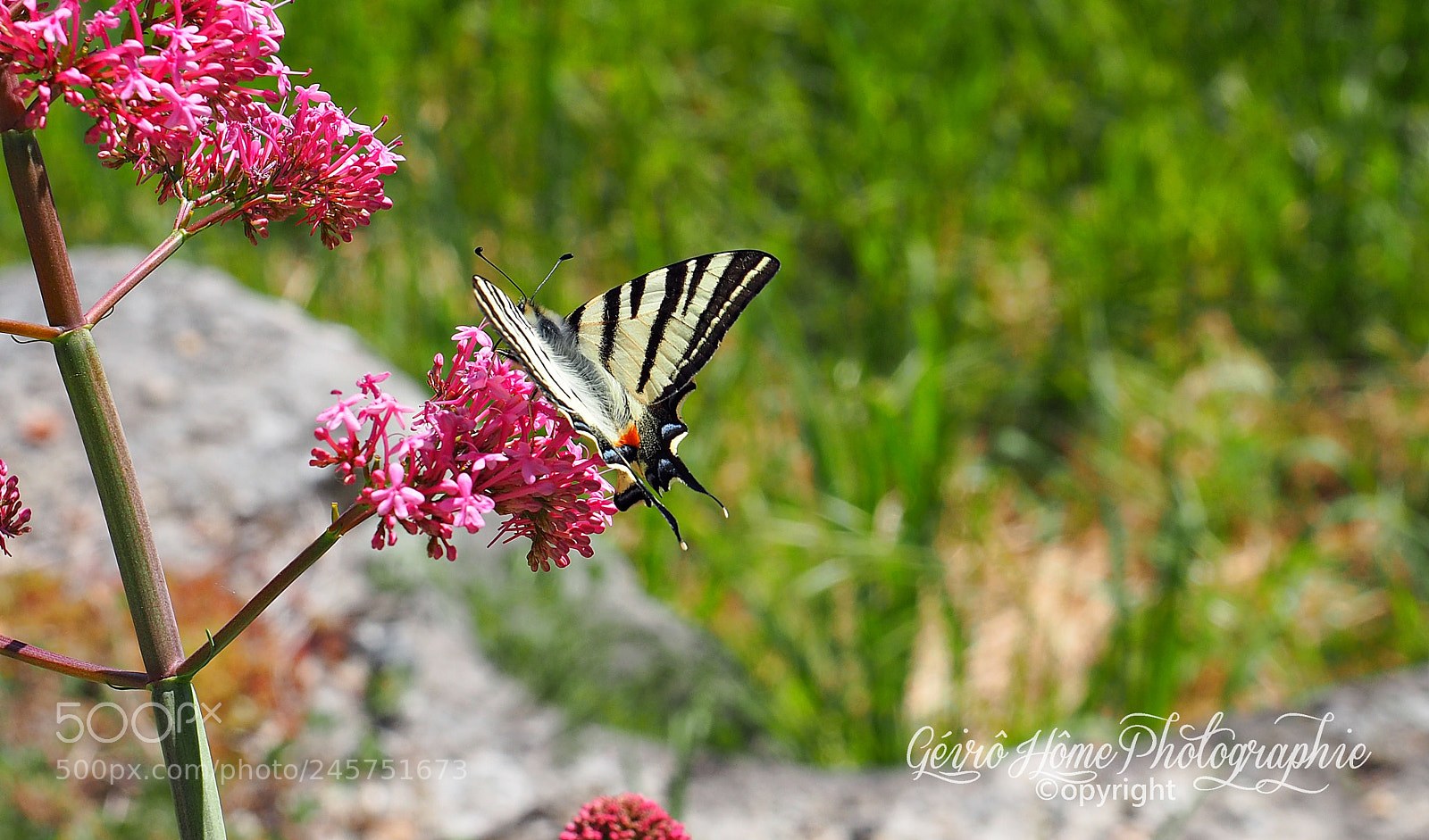 Olympus OM-D E-M5 II sample photo. Butterfly photography
