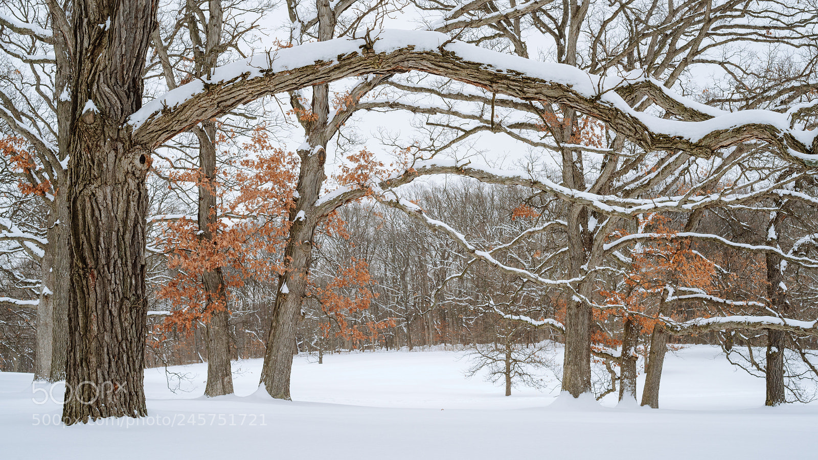 Sony a7R II sample photo. Fresh snow photography