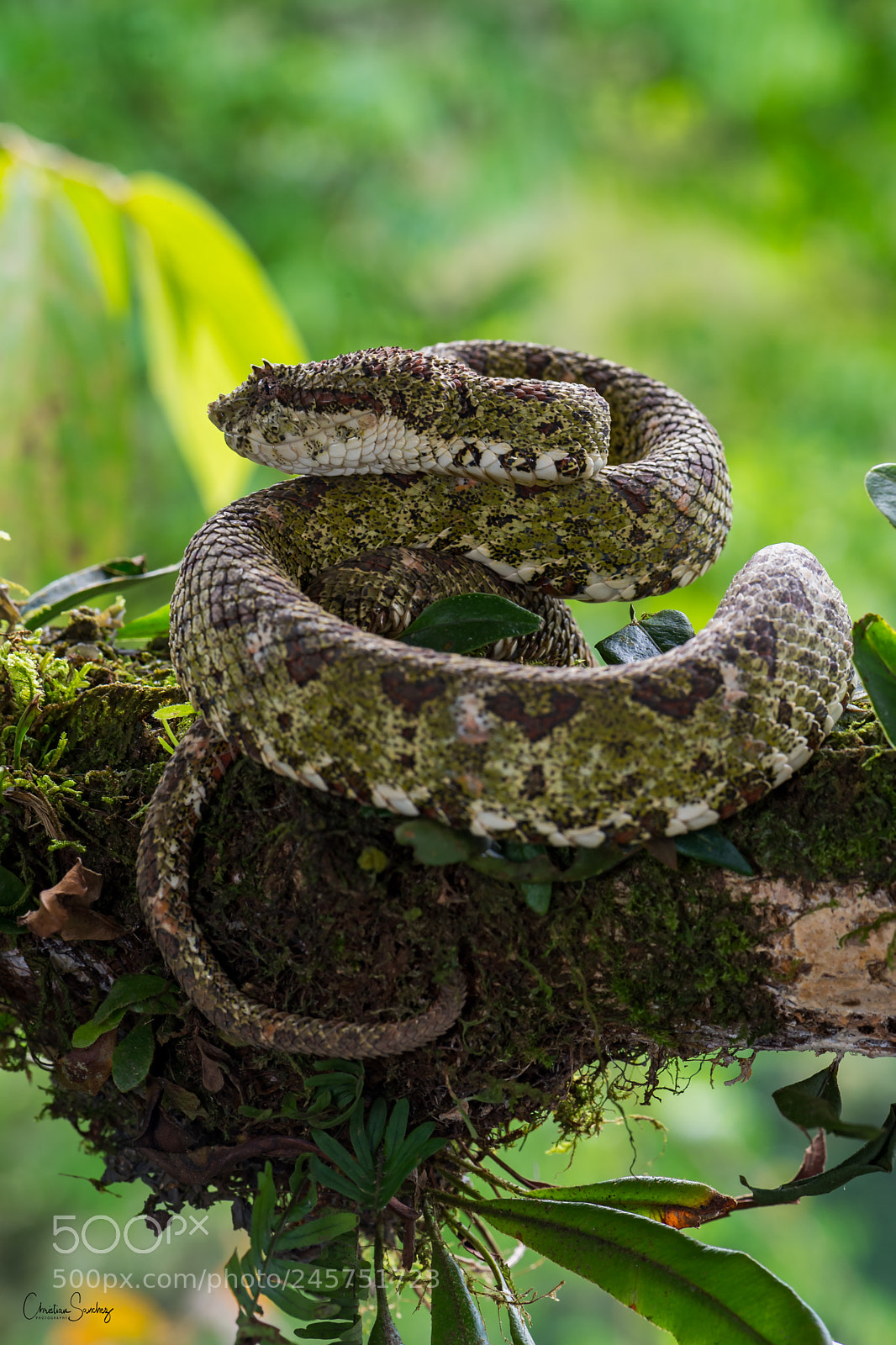 Nikon D4 sample photo. Eyelash viper photography