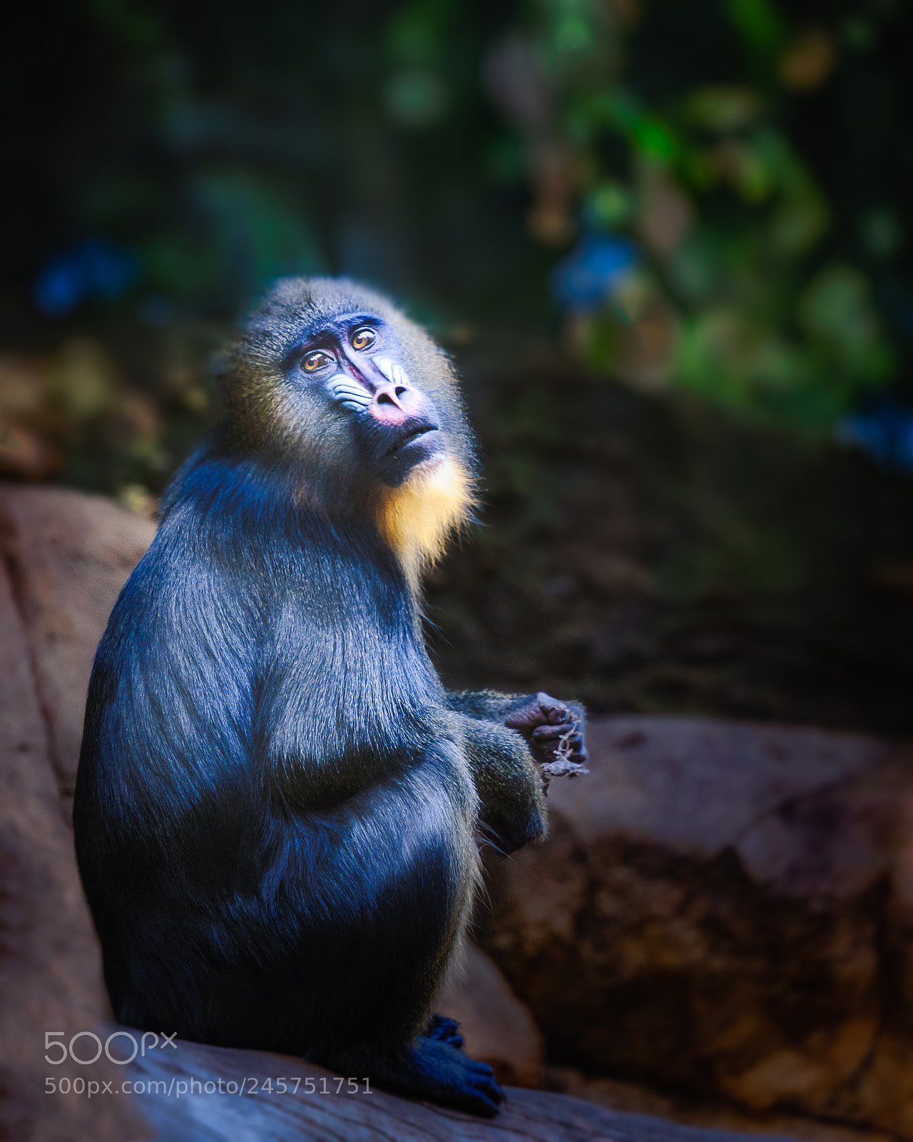 Sony a7 II sample photo. Mandrill photography
