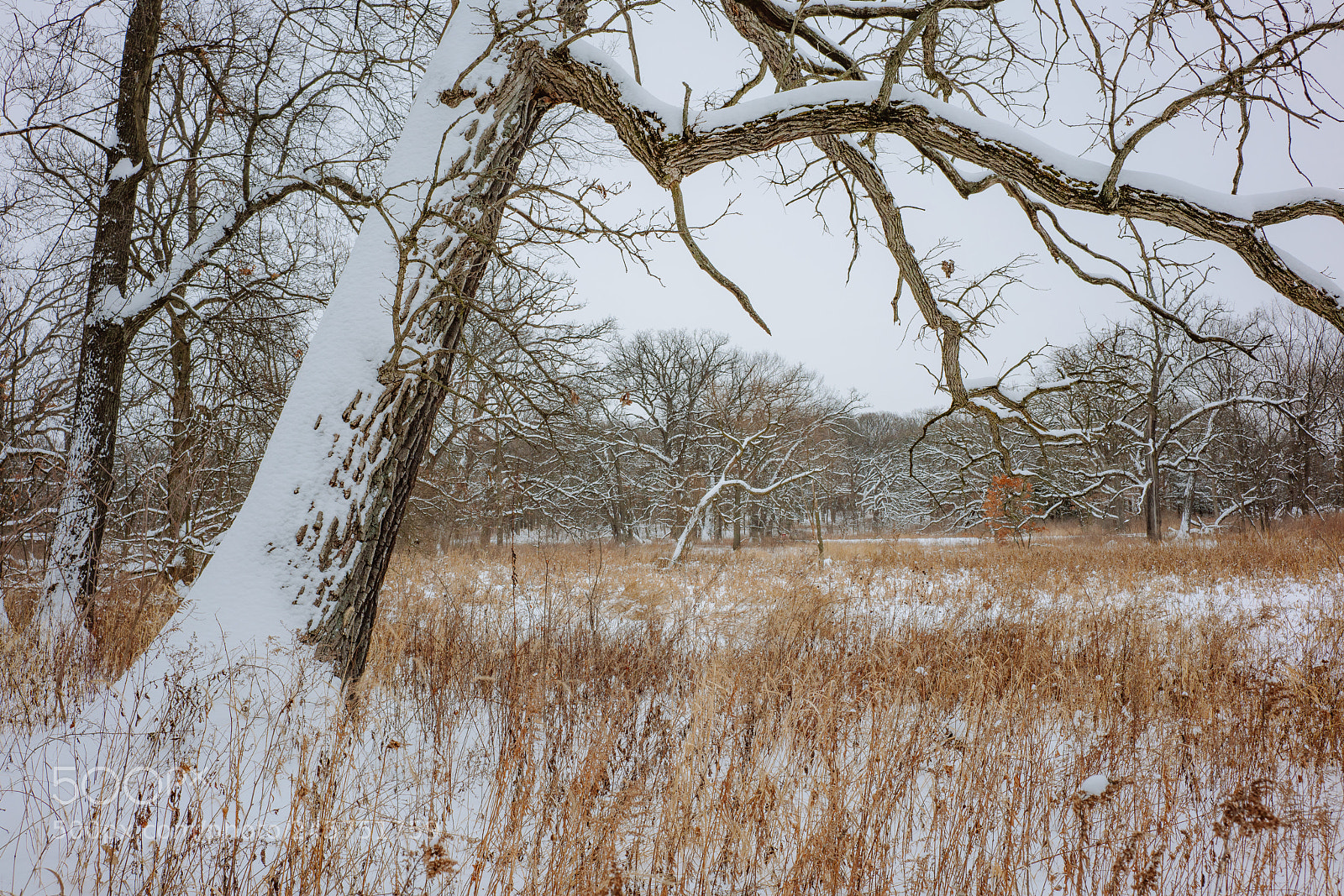 Sony a7R II sample photo. _dsc6942.jpg photography
