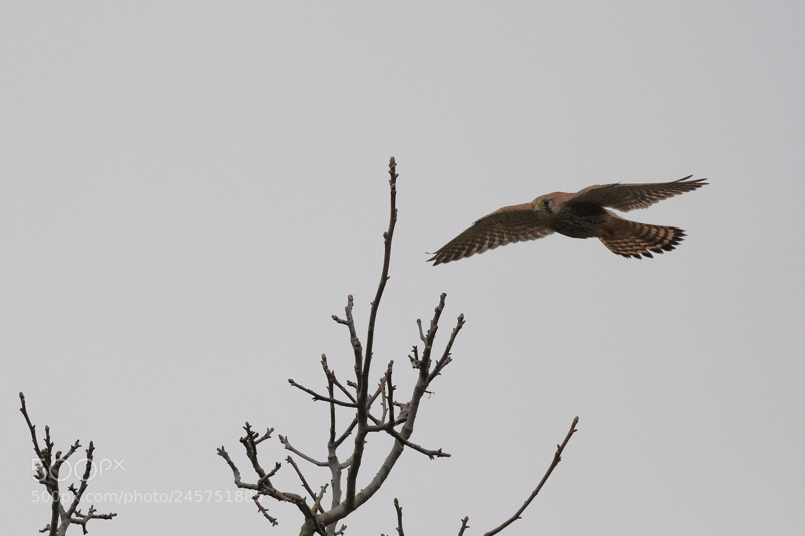 Nikon D7200 sample photo. 'female kestrel falco tinnunculus photography
