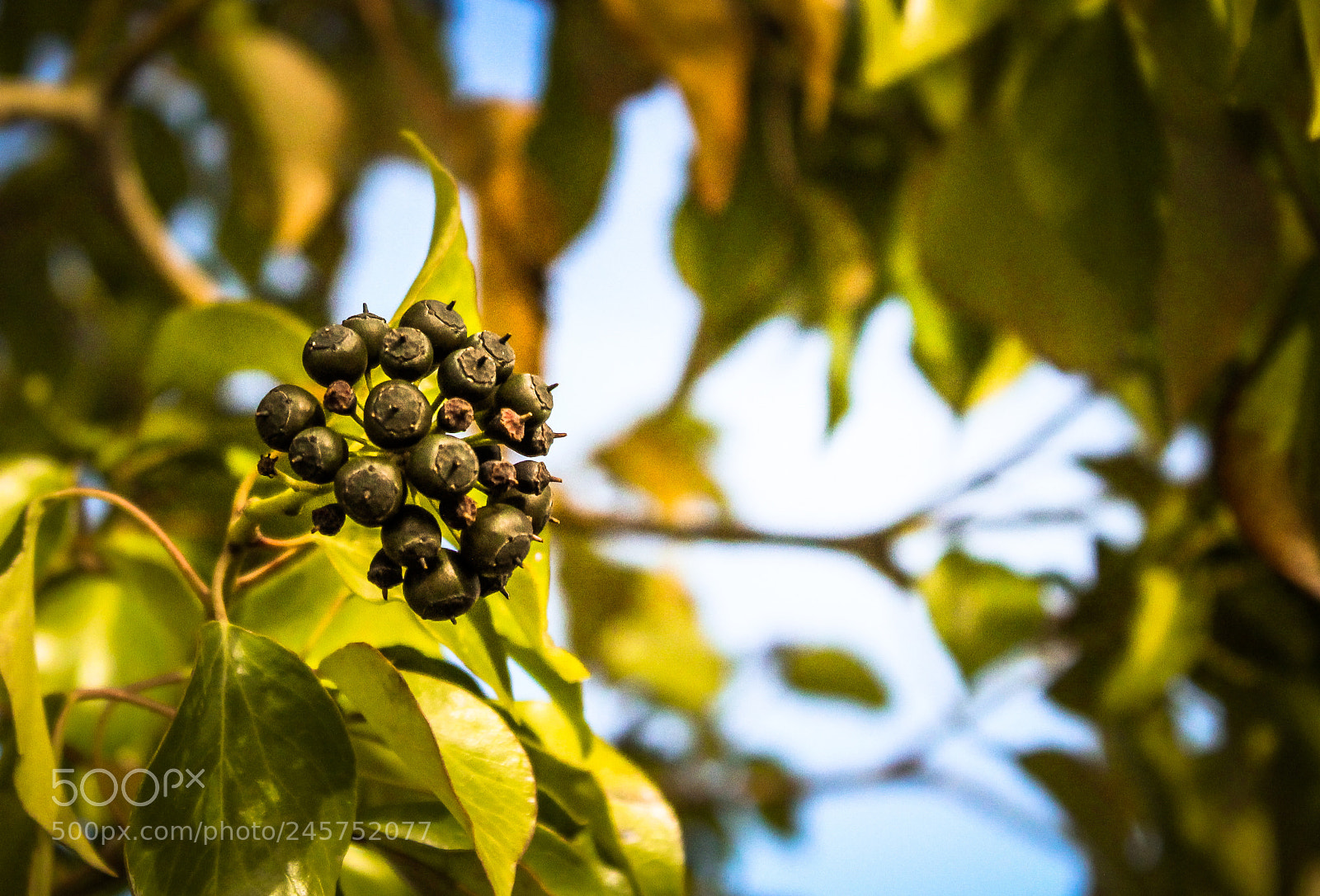 Canon EOS 1300D (EOS Rebel T6 / EOS Kiss X80) sample photo. Berries photography