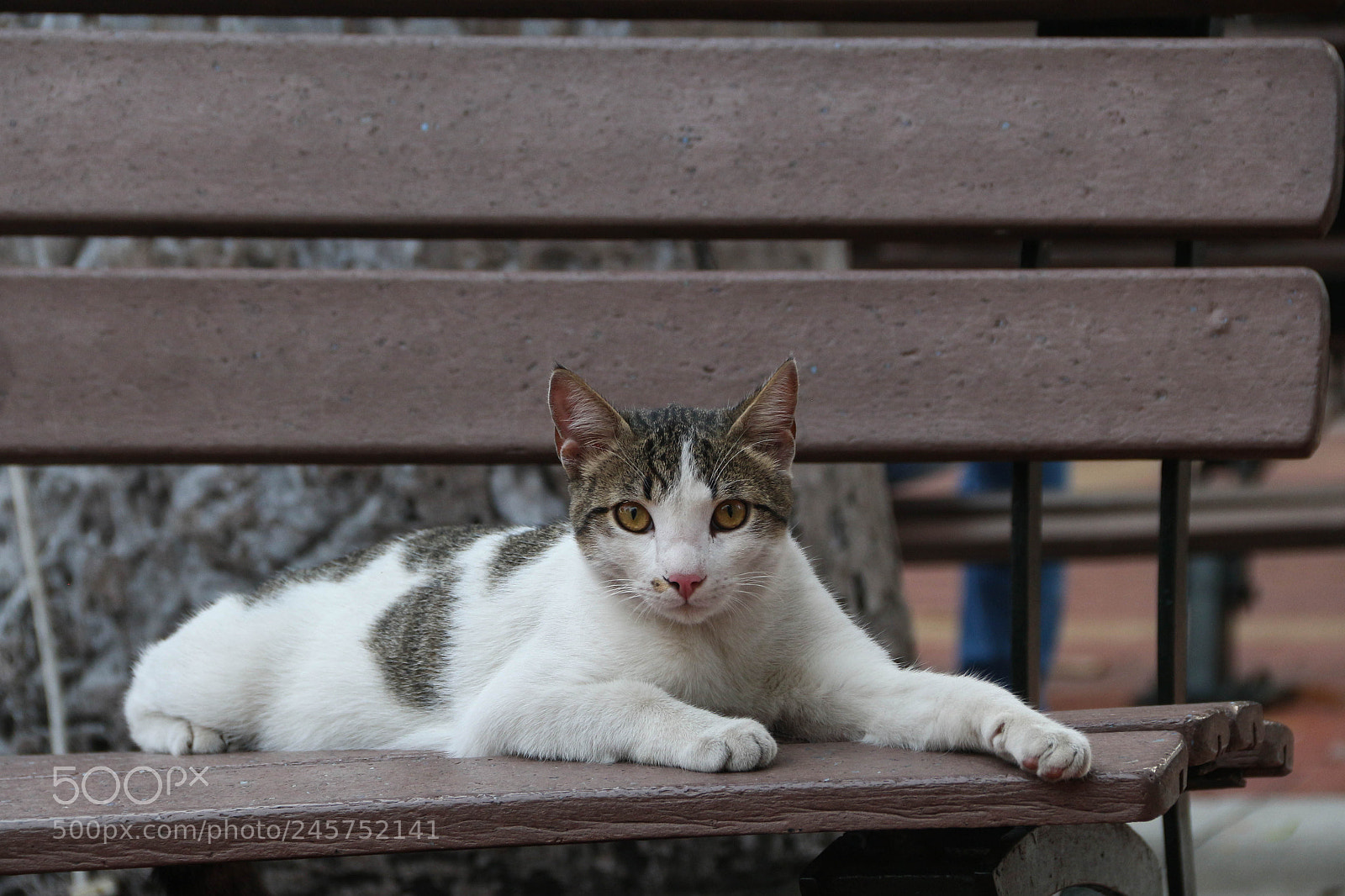 Canon EOS 700D (EOS Rebel T5i / EOS Kiss X7i) sample photo. Gato guayaquileño photography
