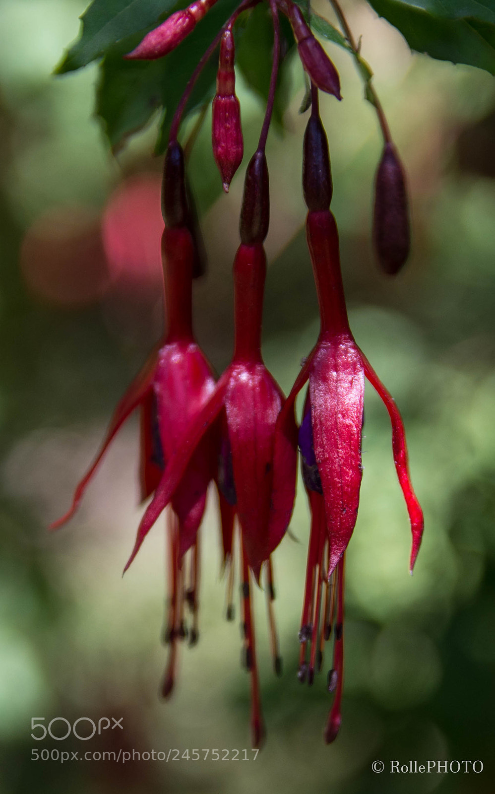 Nikon D7200 sample photo. Fuchsia photography