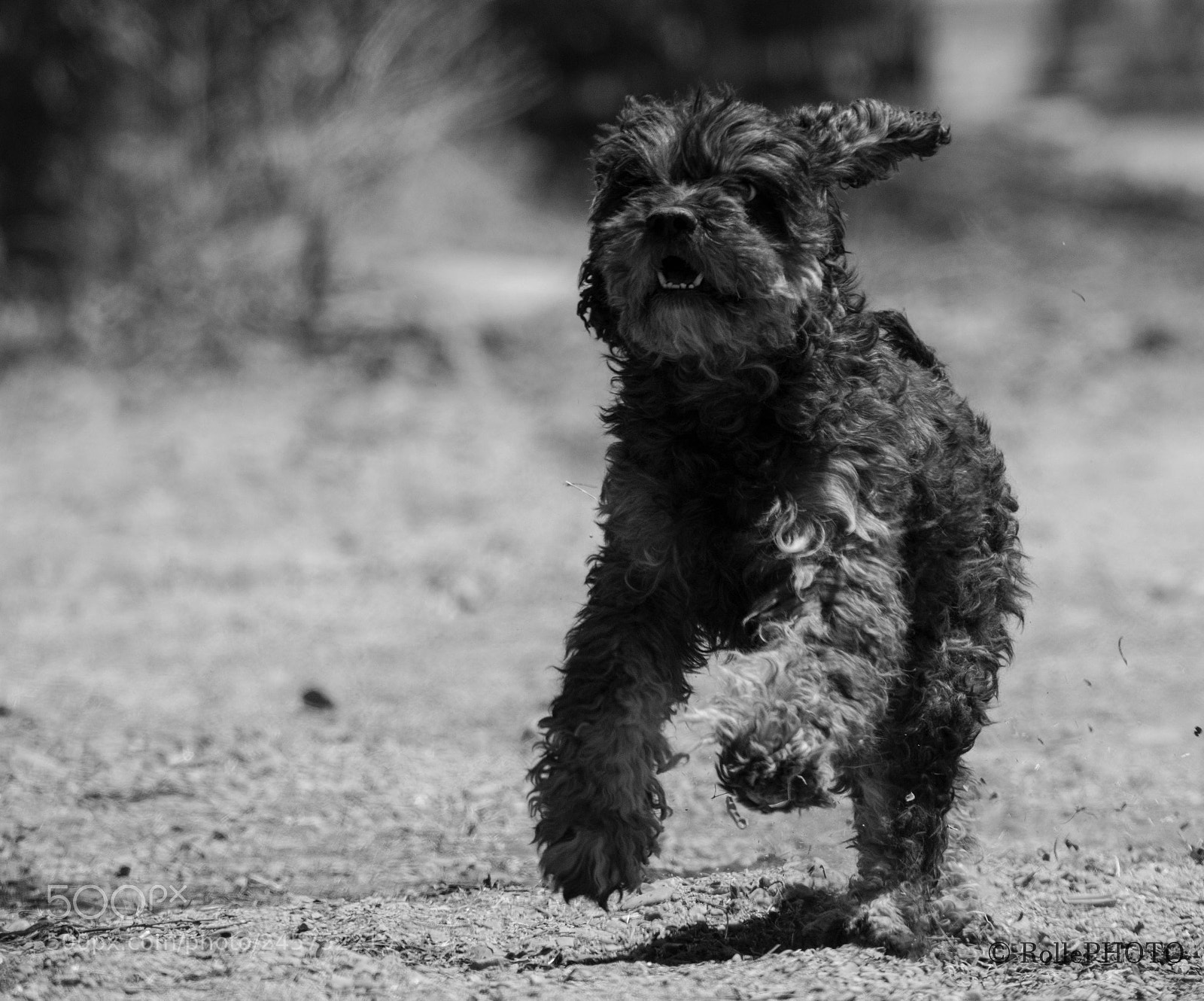 Nikon D7200 sample photo. Dirt wader running photography