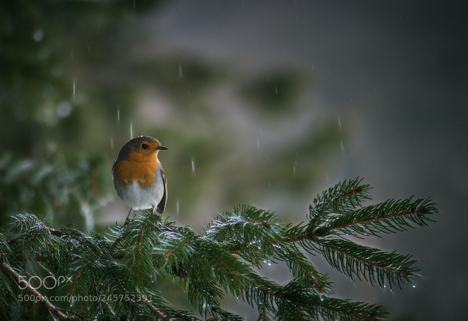 Nikon D5500 sample photo. Under the rain photography