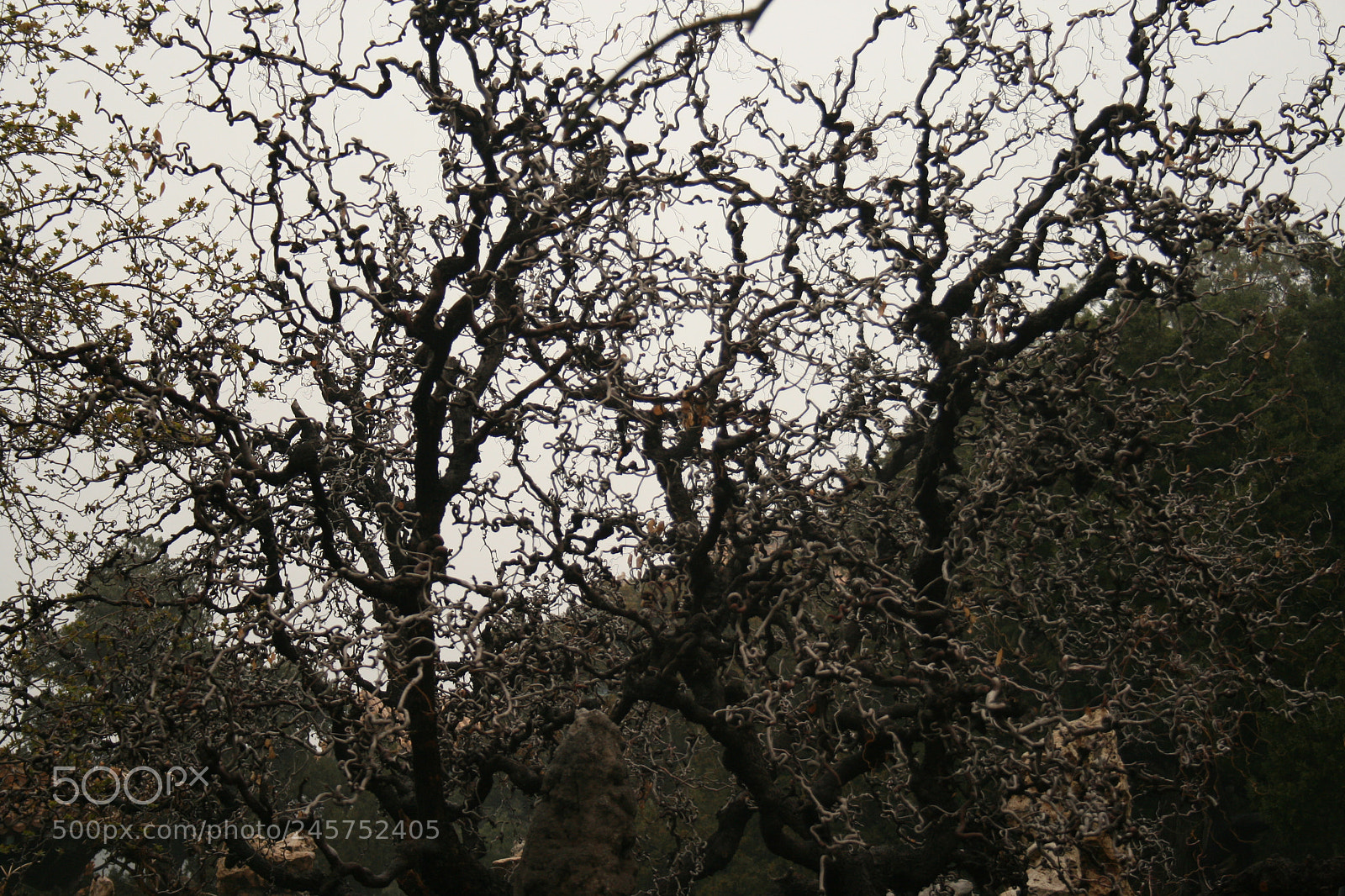 Canon EF-S 18-55mm F3.5-5.6 II sample photo. Cina photography