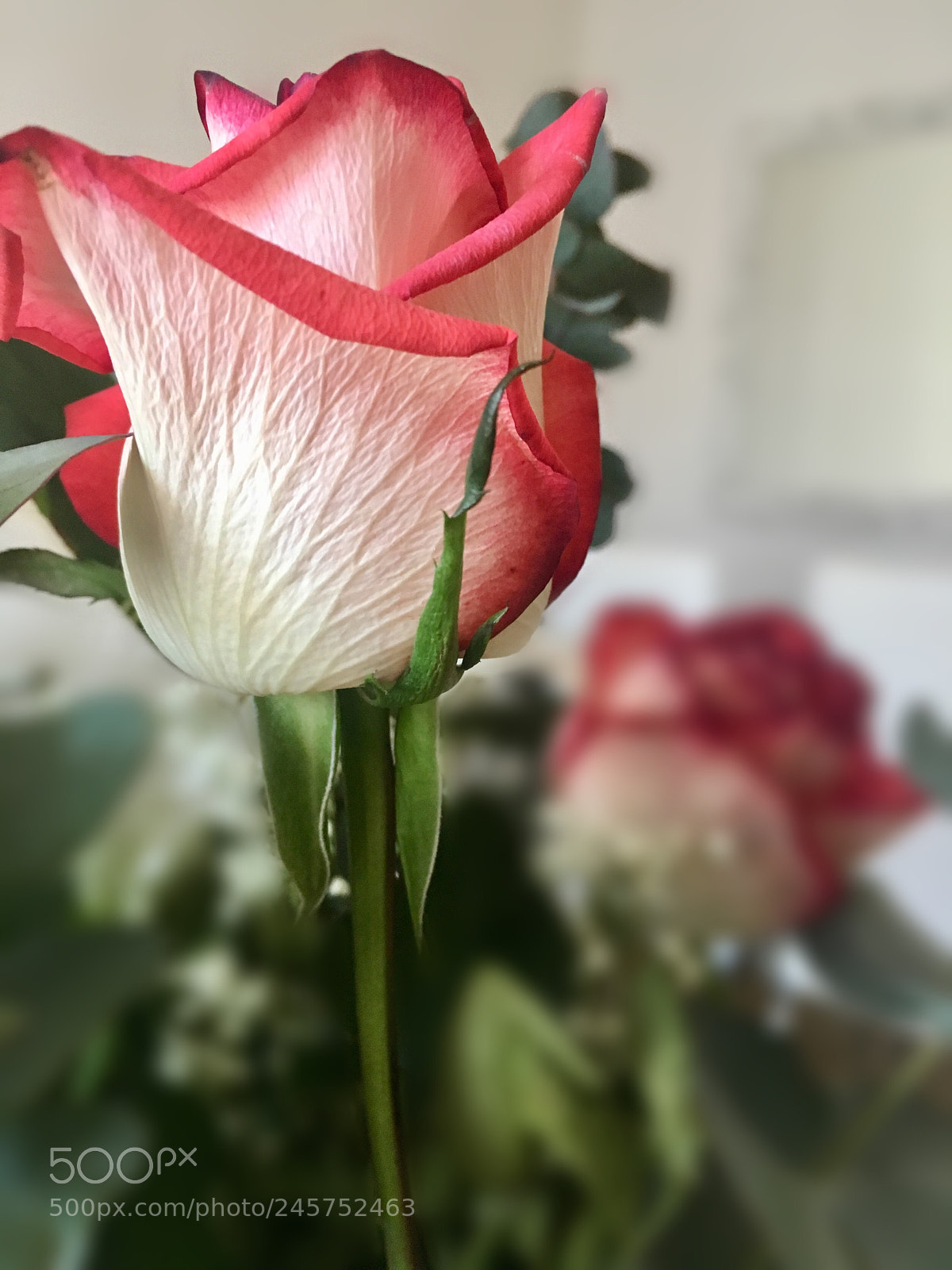 Apple iPhone 6s sample photo. The rose of my photography