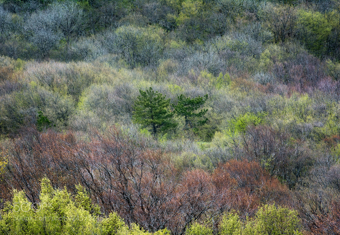 Nikon D7100 sample photo. Spring at ai-petri mountain photography