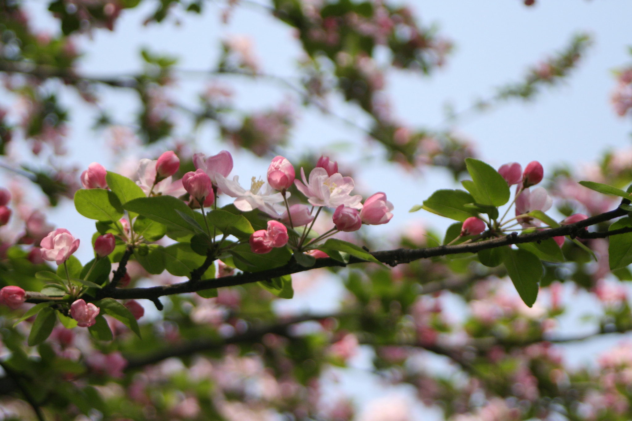 Canon EF 28-80mm f/3.5-5.6 sample photo. Cina photography